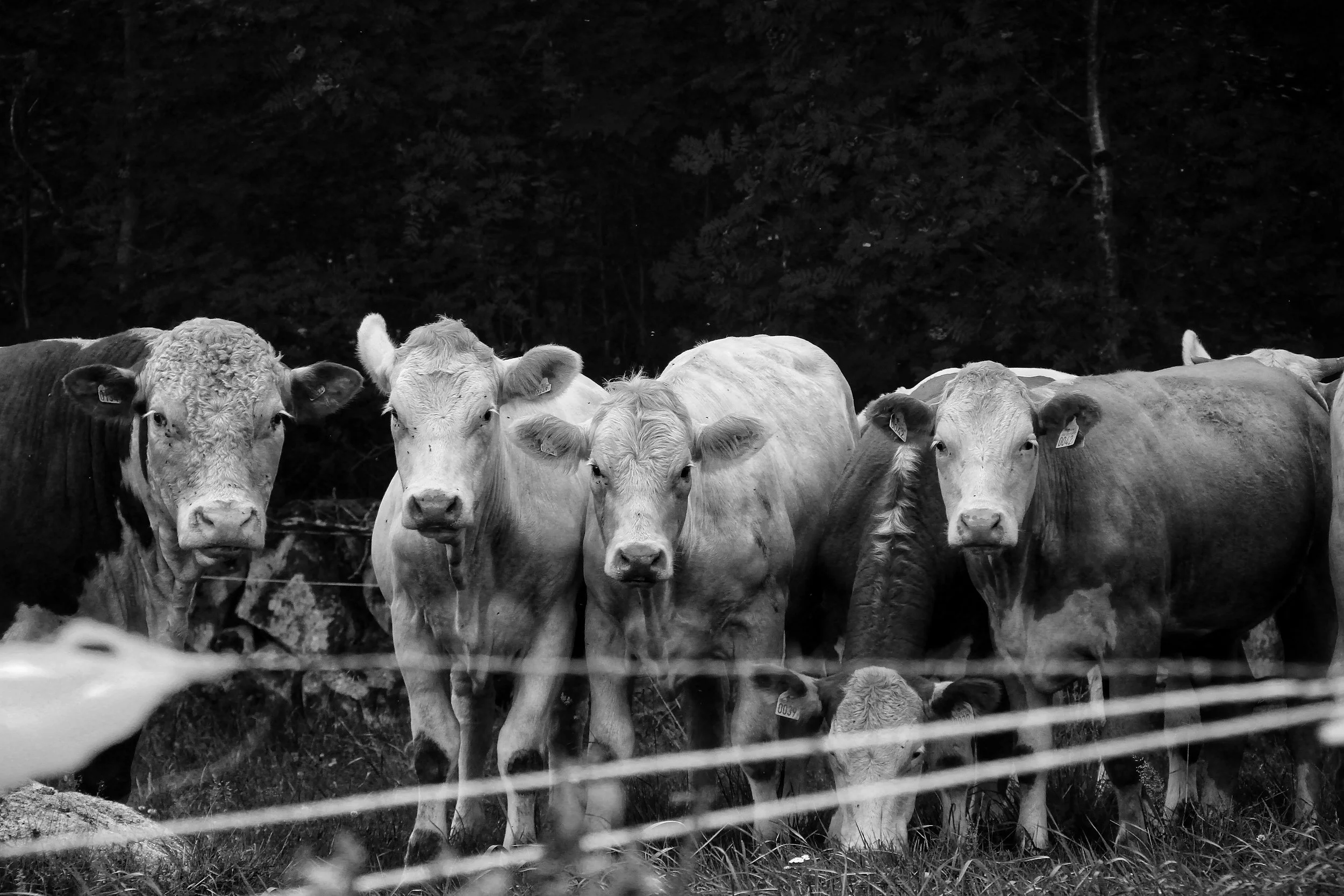 black and white herd of cows