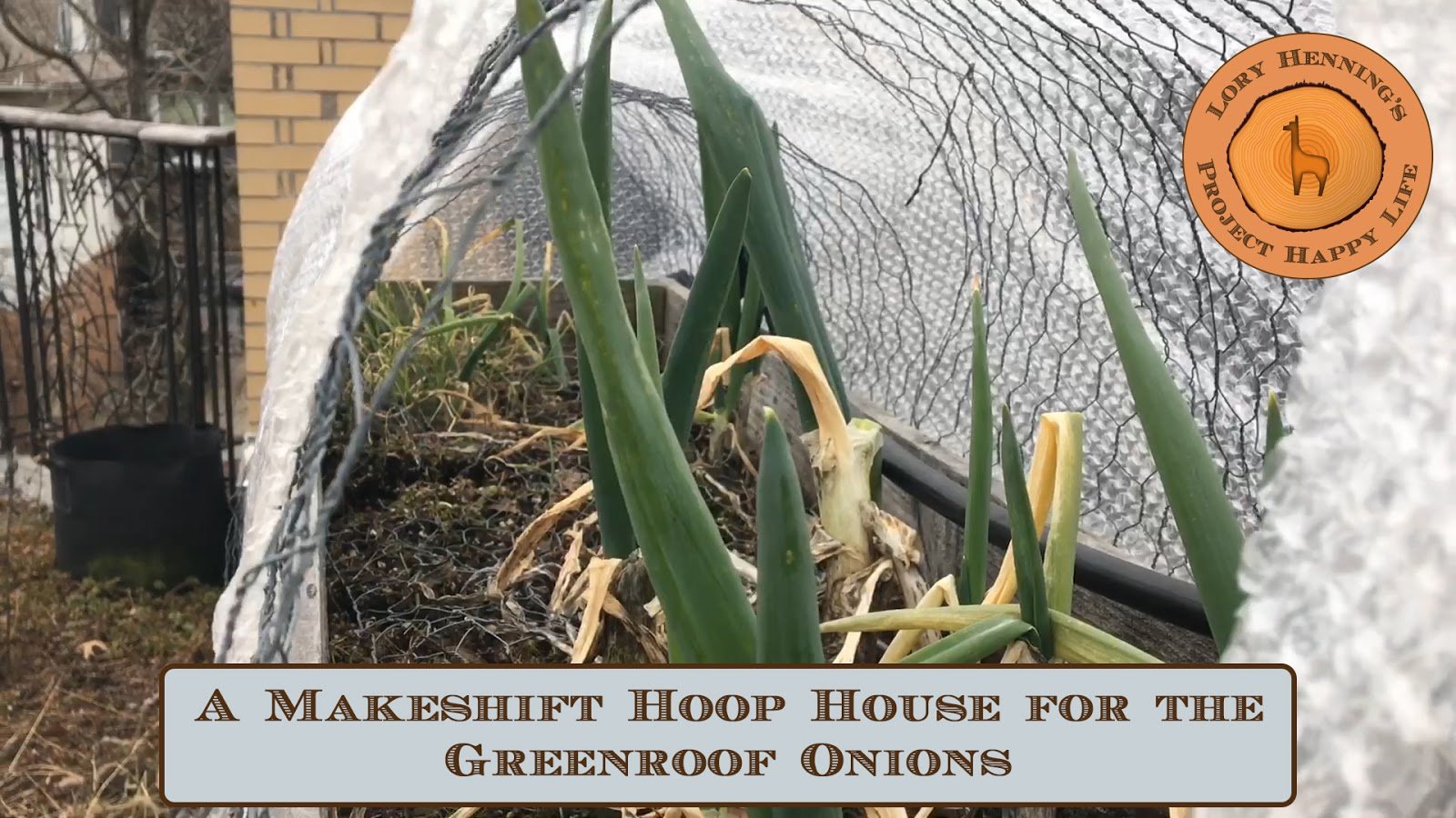 A Makeshift Hoop House for the Greenroof Onions