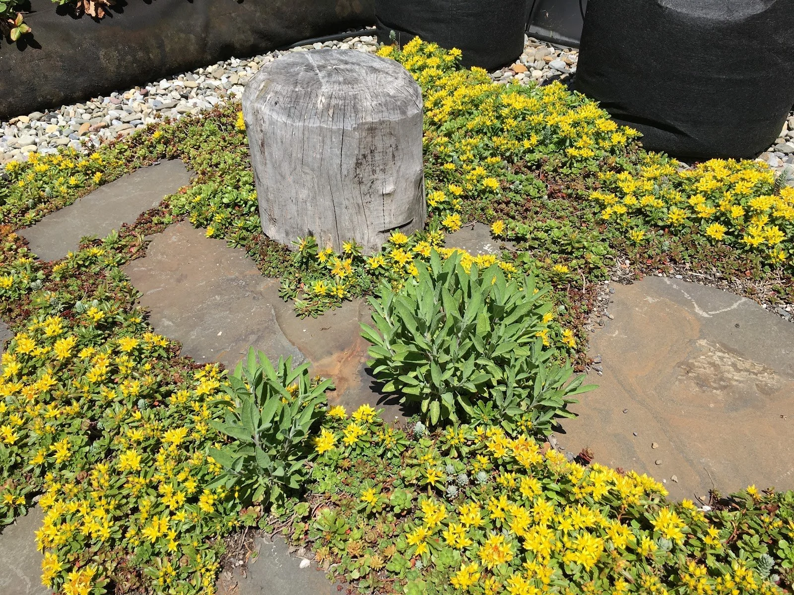 Green Roof Update - Late Summer 2016