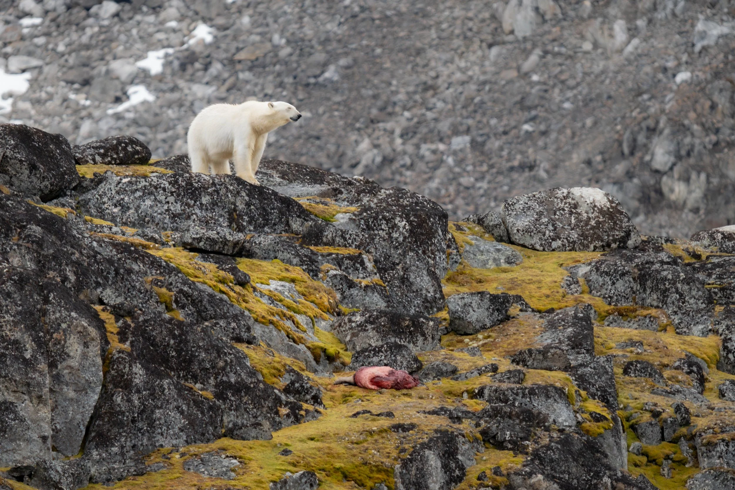 Arctic_Svalbard_MattCheok-7.jpg