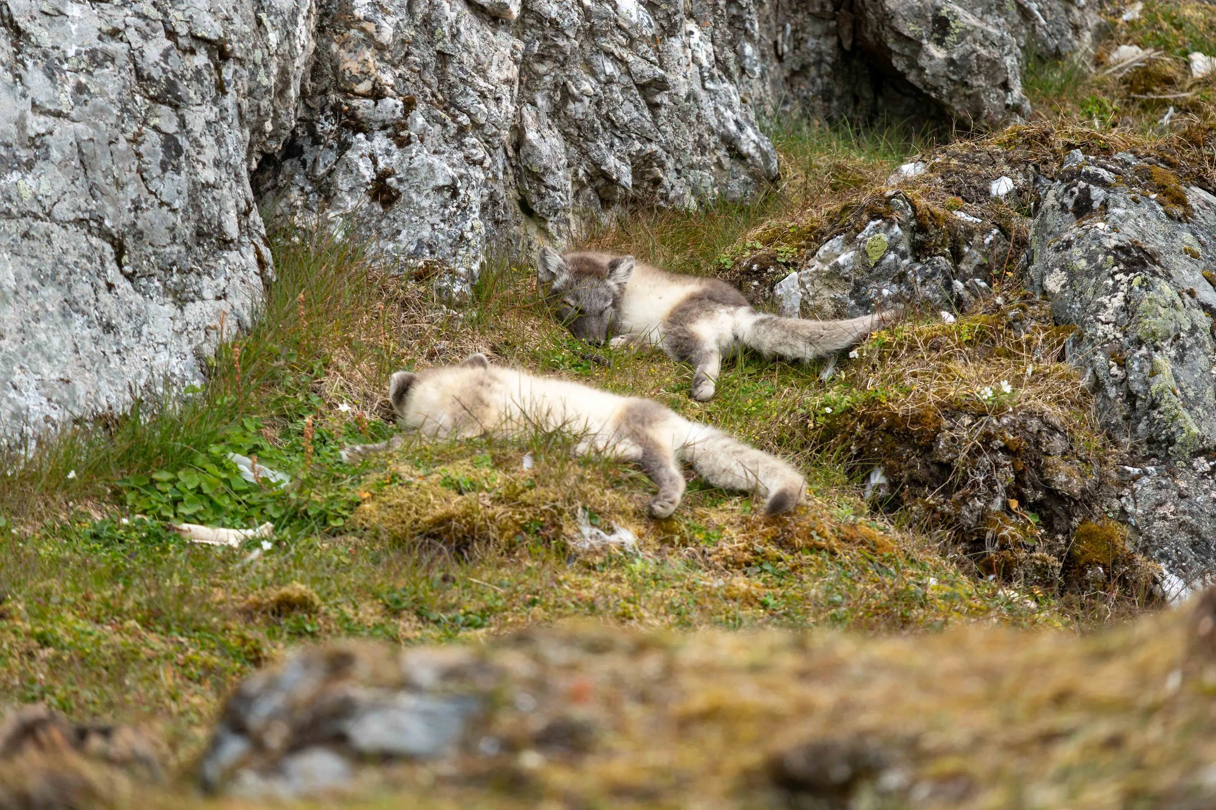 Arctic_Svalbard_MattCheok-26.jpg