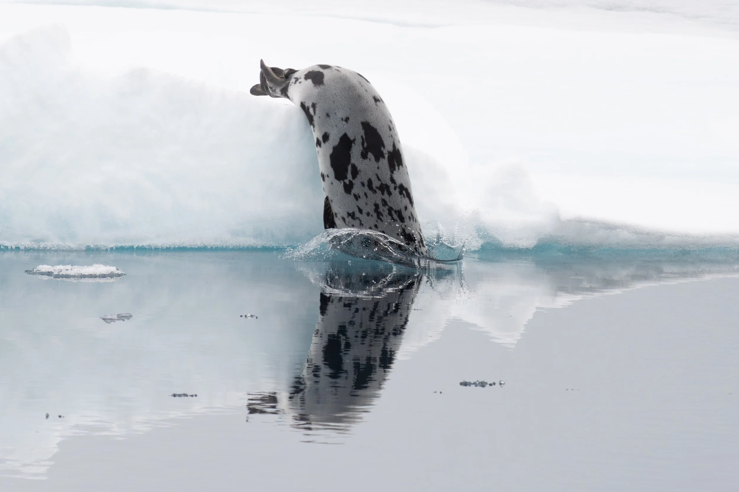 Arctic_Svalbard_MattCheok-22.jpg