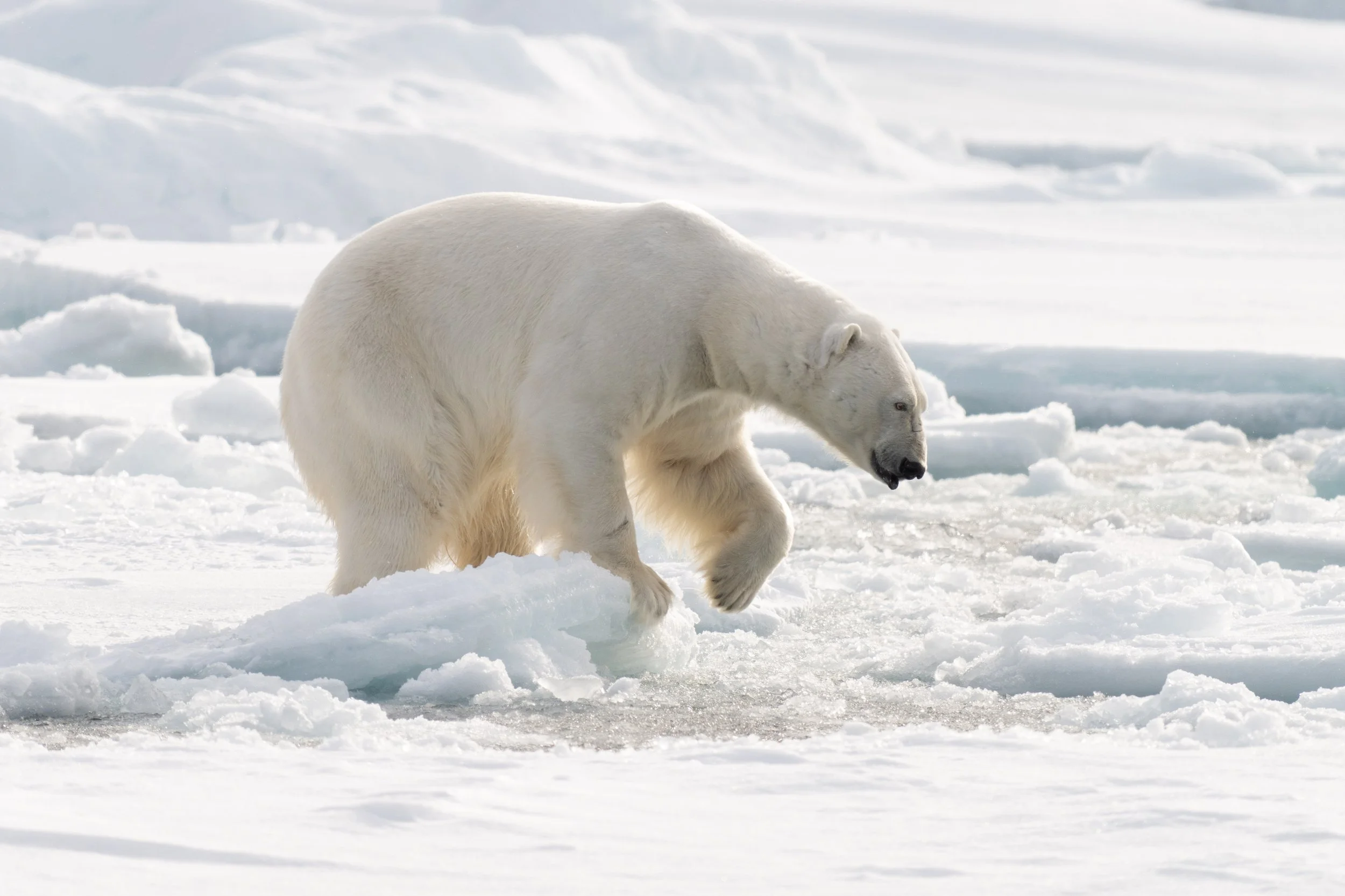 Polar bear in Svalbard