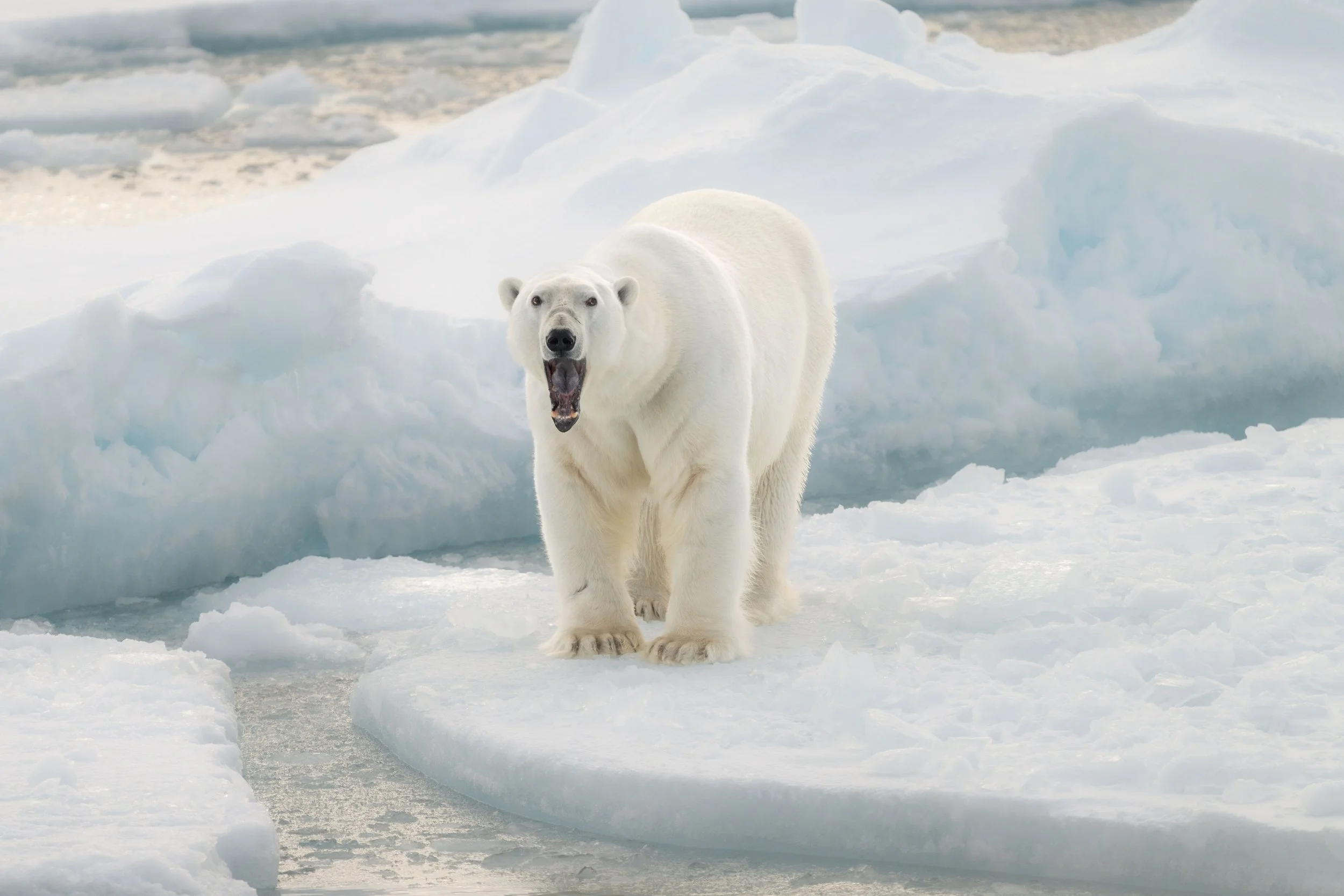 Arctic_Svalbard_MattCheok-28.jpg