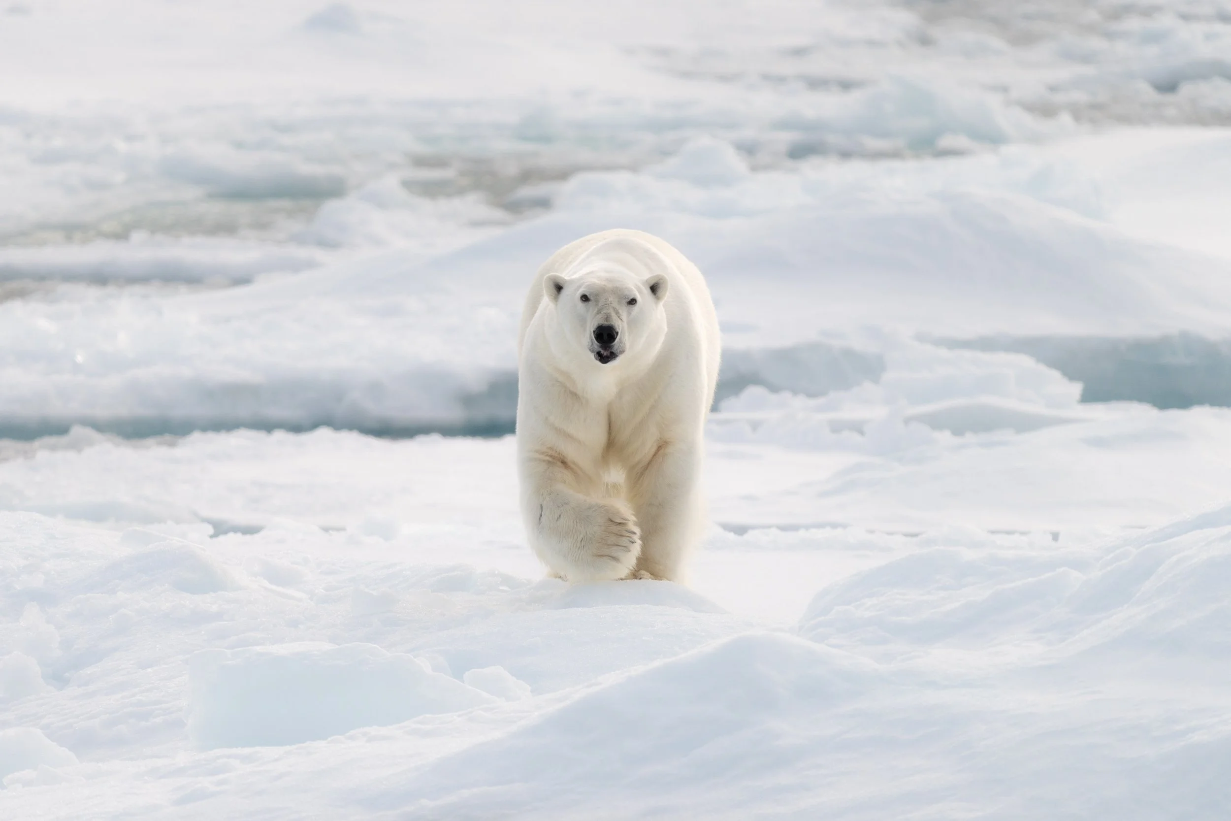 Day 5-Ice, Bears and Crossing_MattCheok-2.jpg