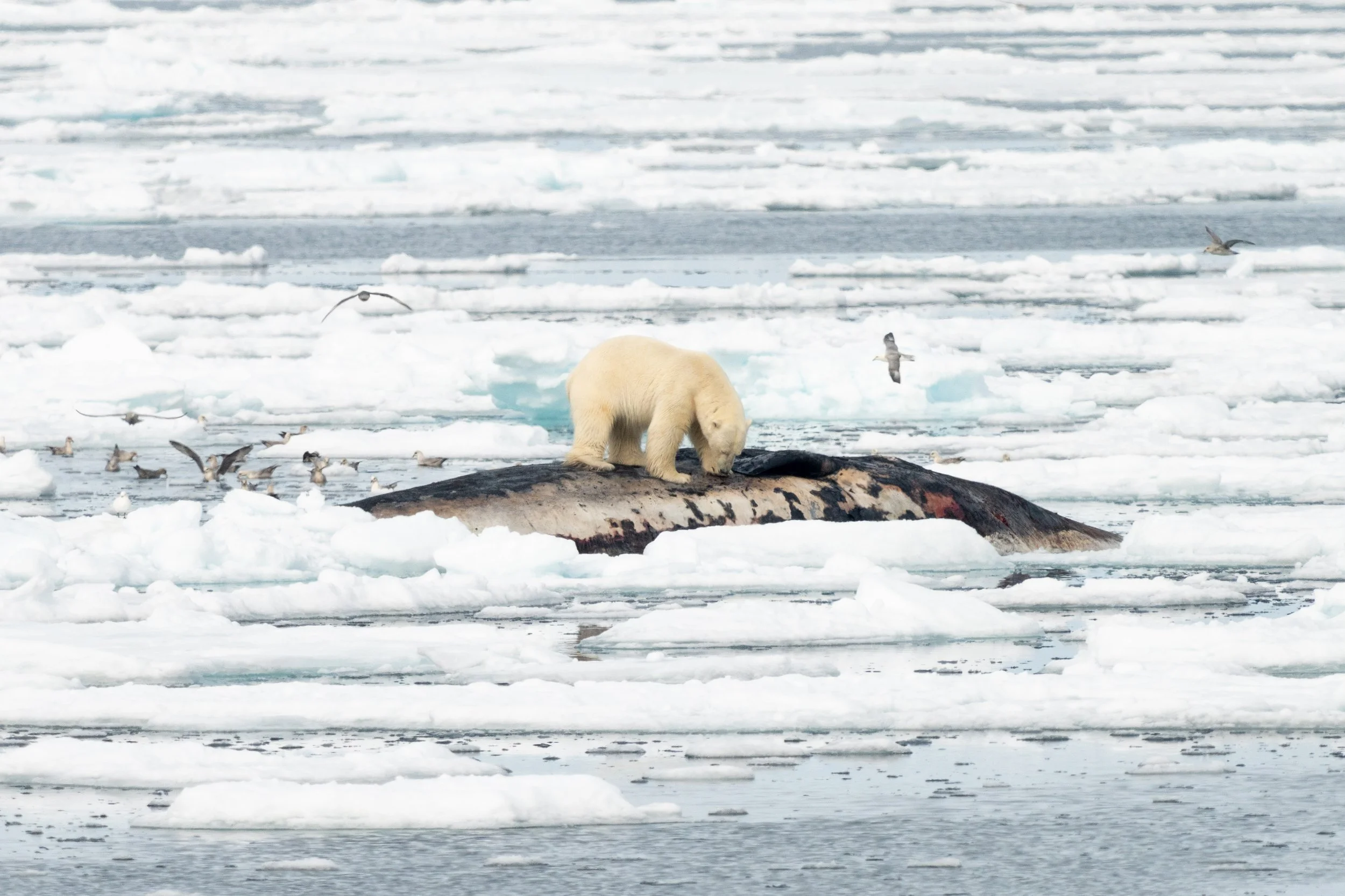 Arctic_Svalbard_MattCheok-18-2.jpg