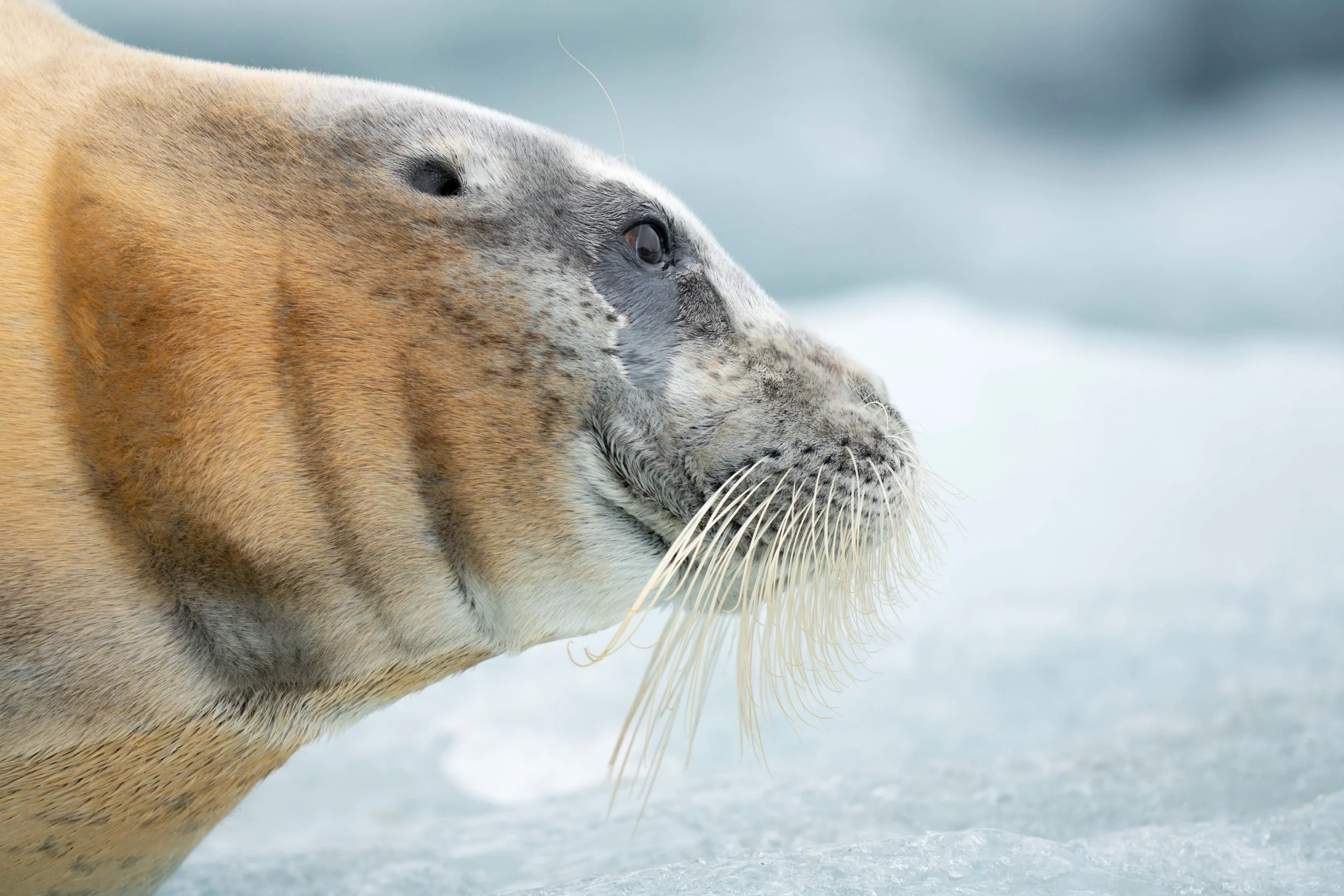 Arctic-4.jpg