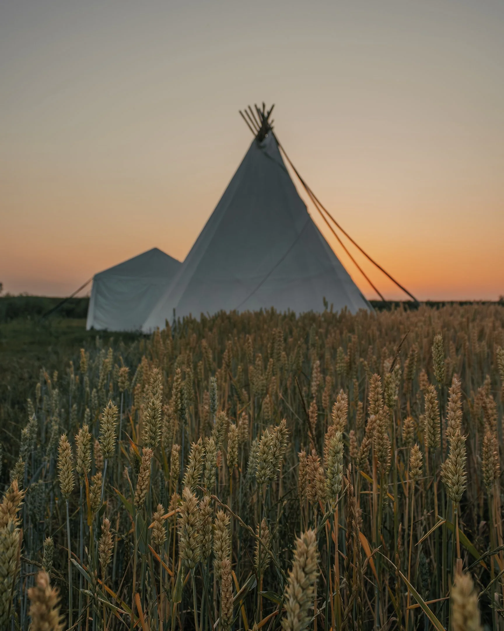 A tipi tent in a wheat field during sunset.