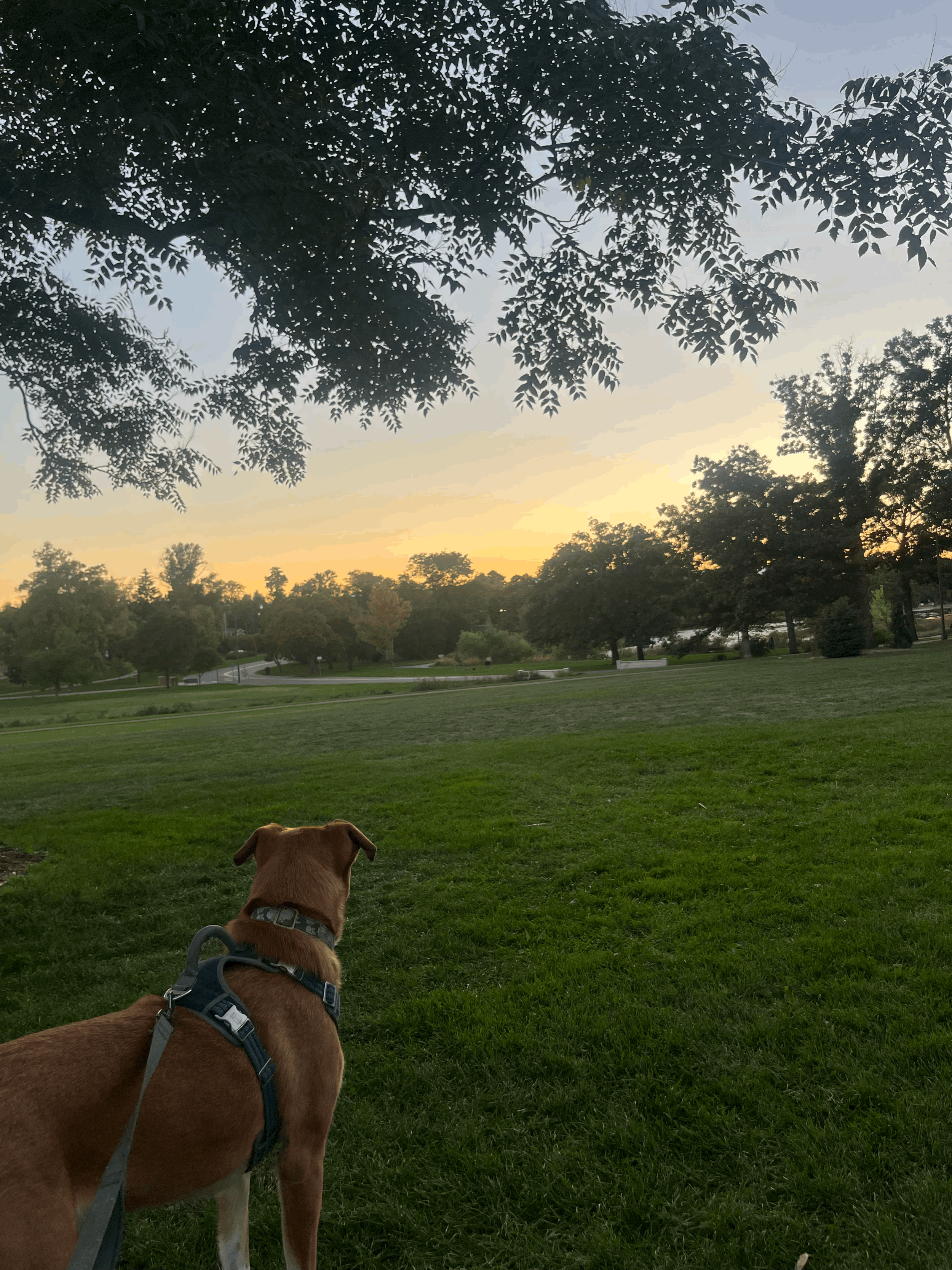 Denver County is Killing Dogs. Mine Was One of Them.