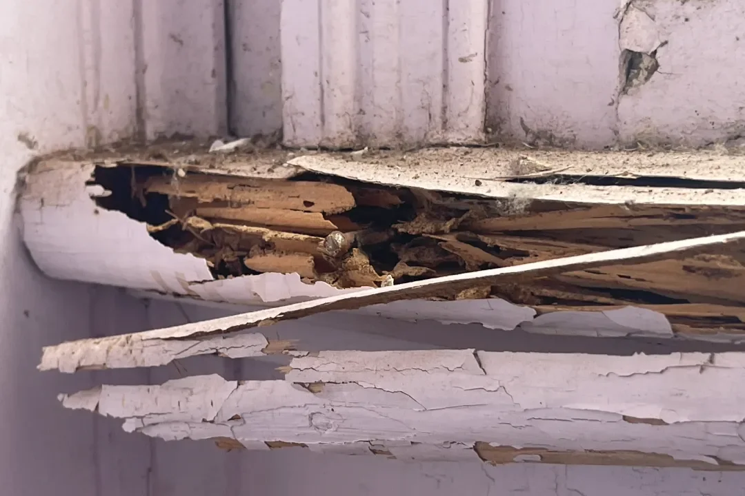 Building and Pest Inspection Noosaville