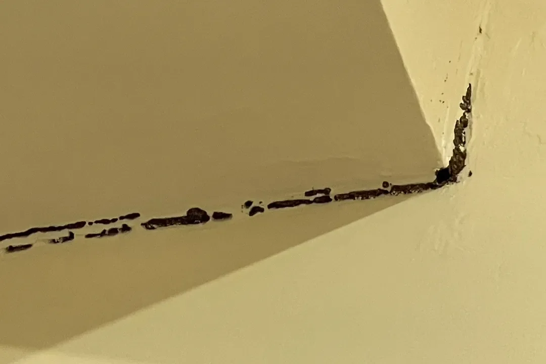 Building and Pest Inspection Noosaville