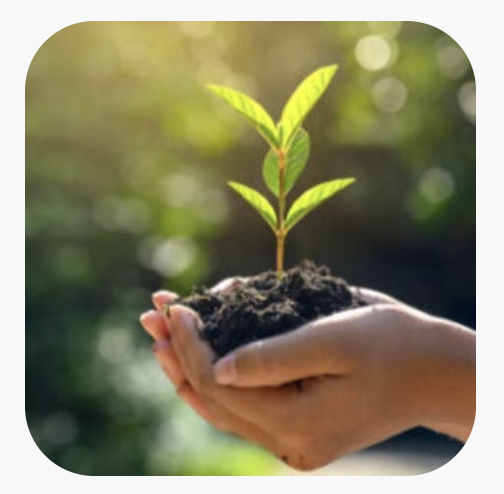 Person holding a small green plant with leaves in soil, outdoors with blurred sunlight background.
