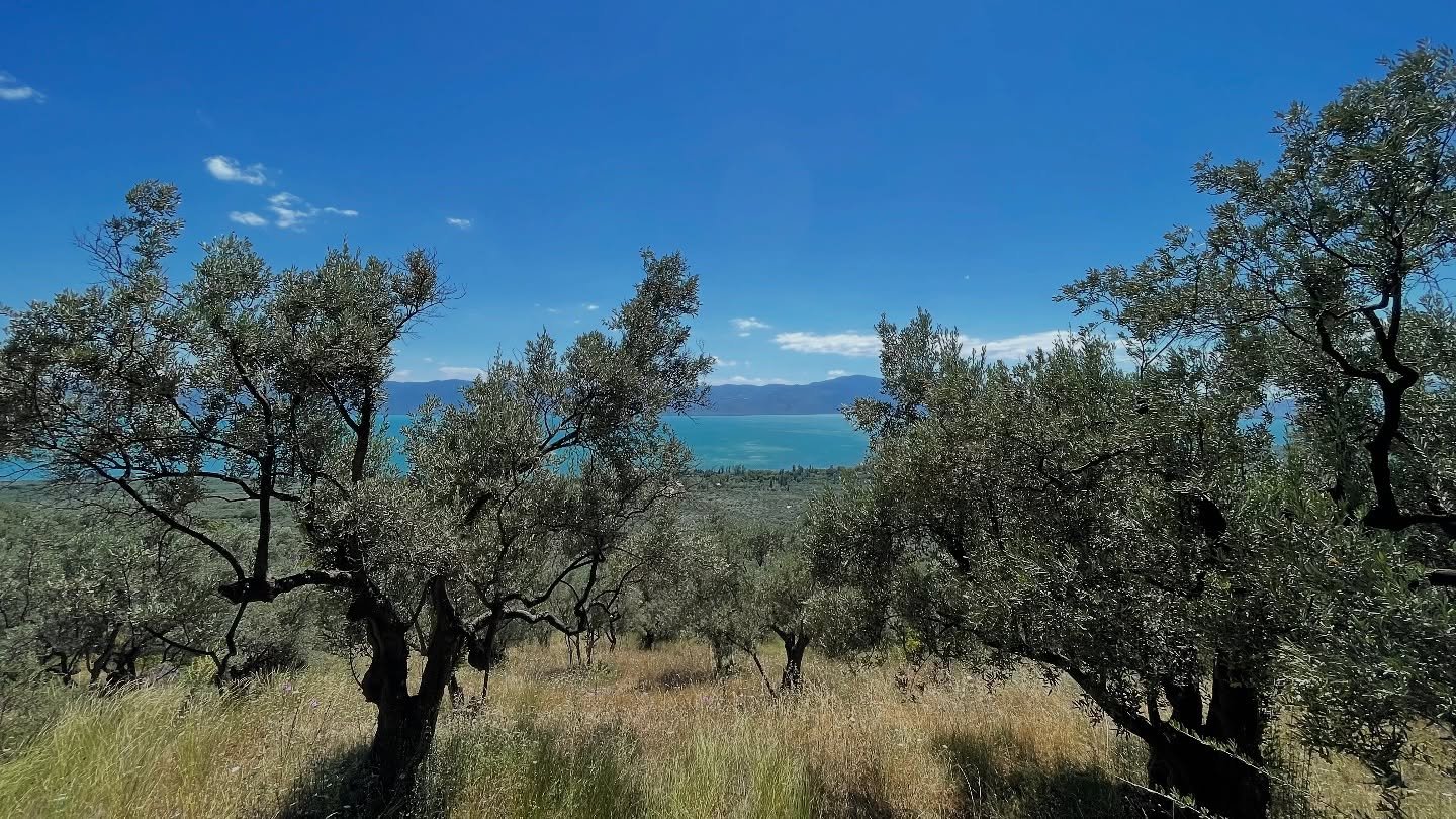 Dear olive groves of Gemlik&hellip; we miss you! 🫒💛

#niceaolives #nicea #iznik #evoo #extravirgin #extravirginoliveoil #gemlik #gemlikolives #olive #olives #oliveoil #oliveoilrecipes #turkishfood #turkisholiveoil