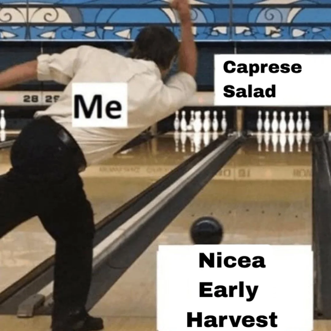 Not all Niceas are built the same. 
Some are for cooking, some are for drizzling&hellip; and some are for flexing on your dinner guests 🤫🫒

#nicea #niceaolives #niceaoliveoil #evoo #oliveoil #turkisholiveoil #turkishfood #turkishcuisine #turkish #n