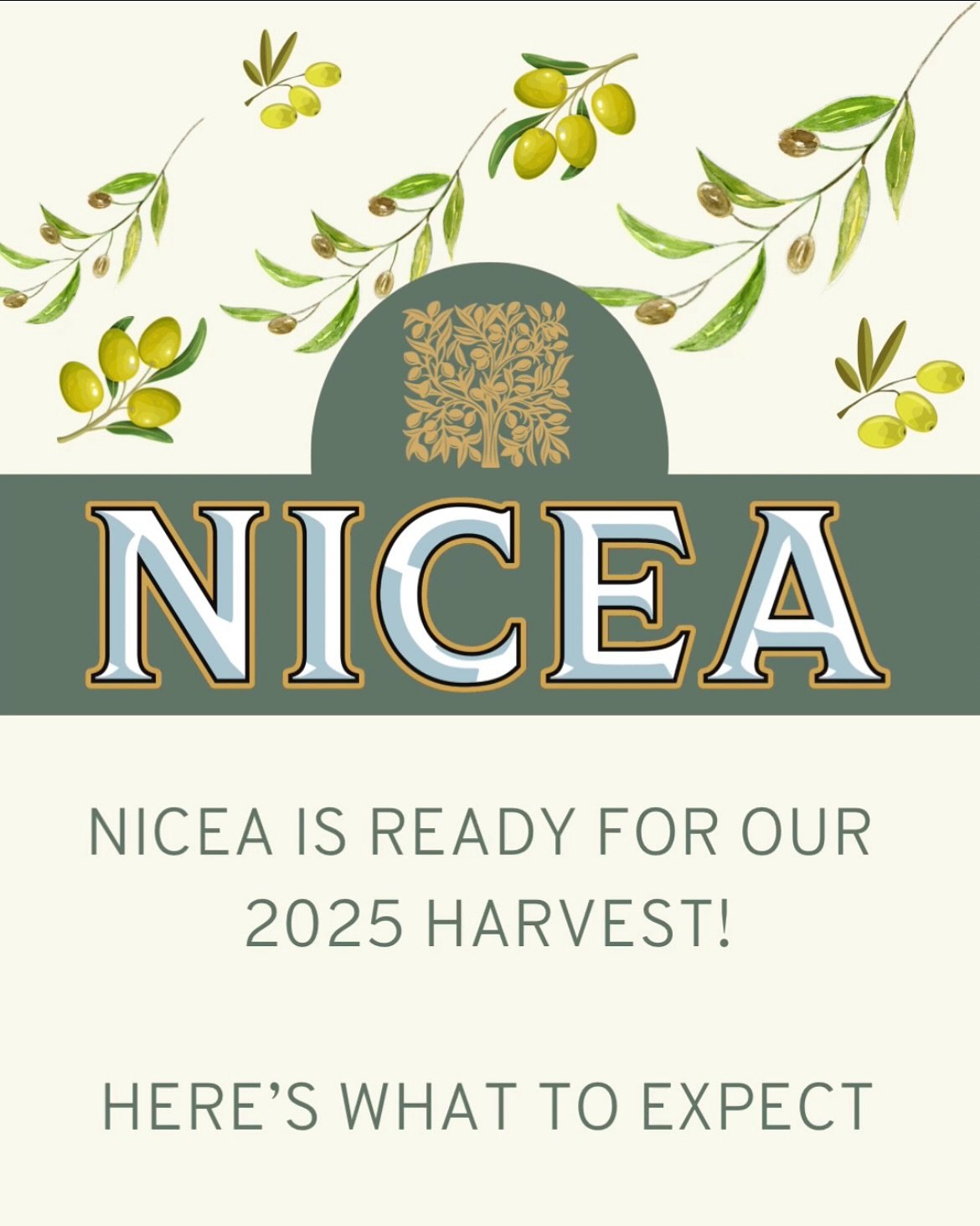 As the leaves start to fall, I couldn&rsquo;t help but wonder&hellip; if fall is the season of change, is it also the season of return?
Because for us, it always brings us back to the groves, to the golden light, to the rhythm of harvest.
🍁🫒
While 