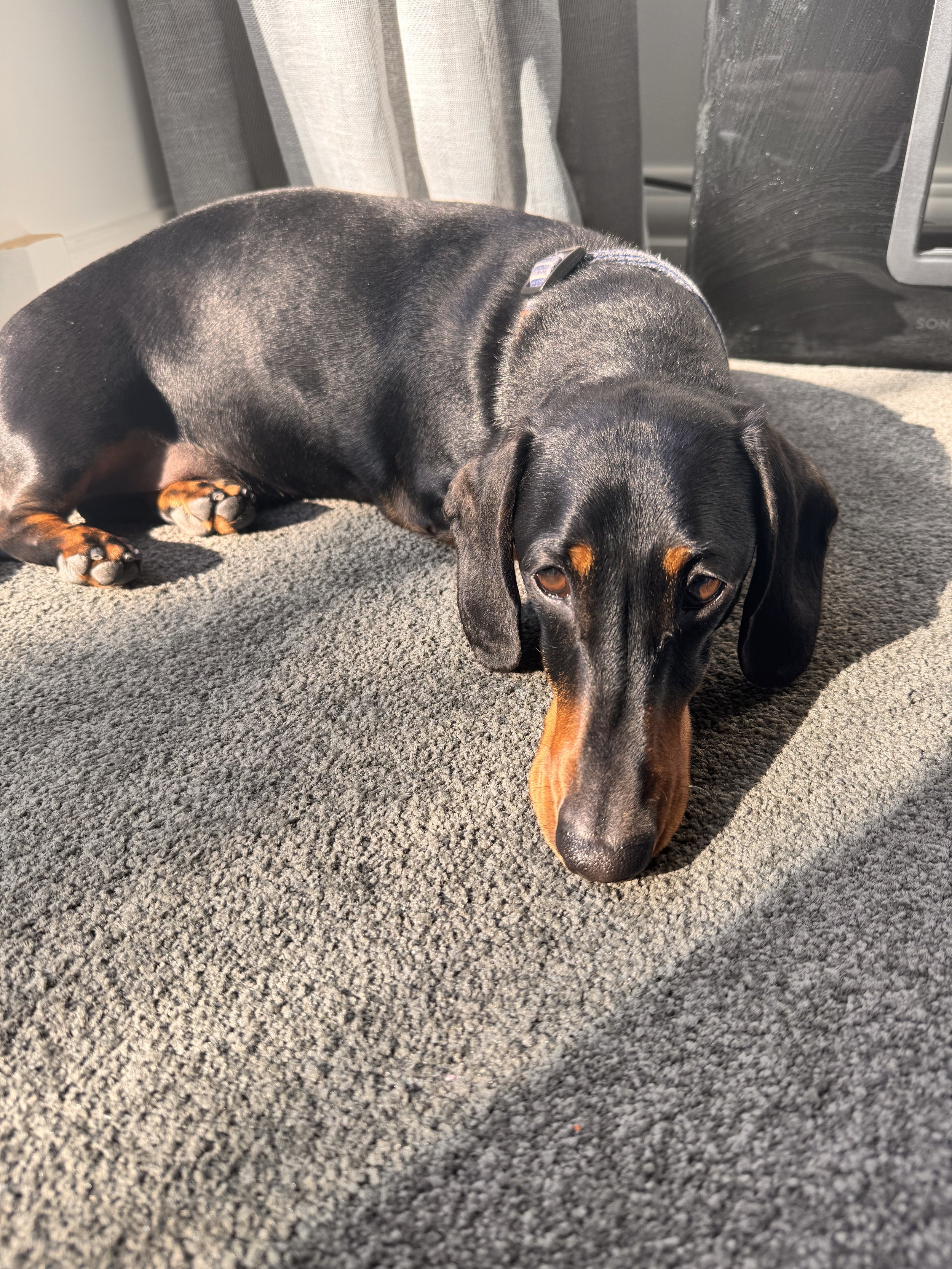 Scout the miniature dachshund, the 'Chief Engagement Officer' at Dash Made Studios, a dog-friendly creative space in Brighton.
