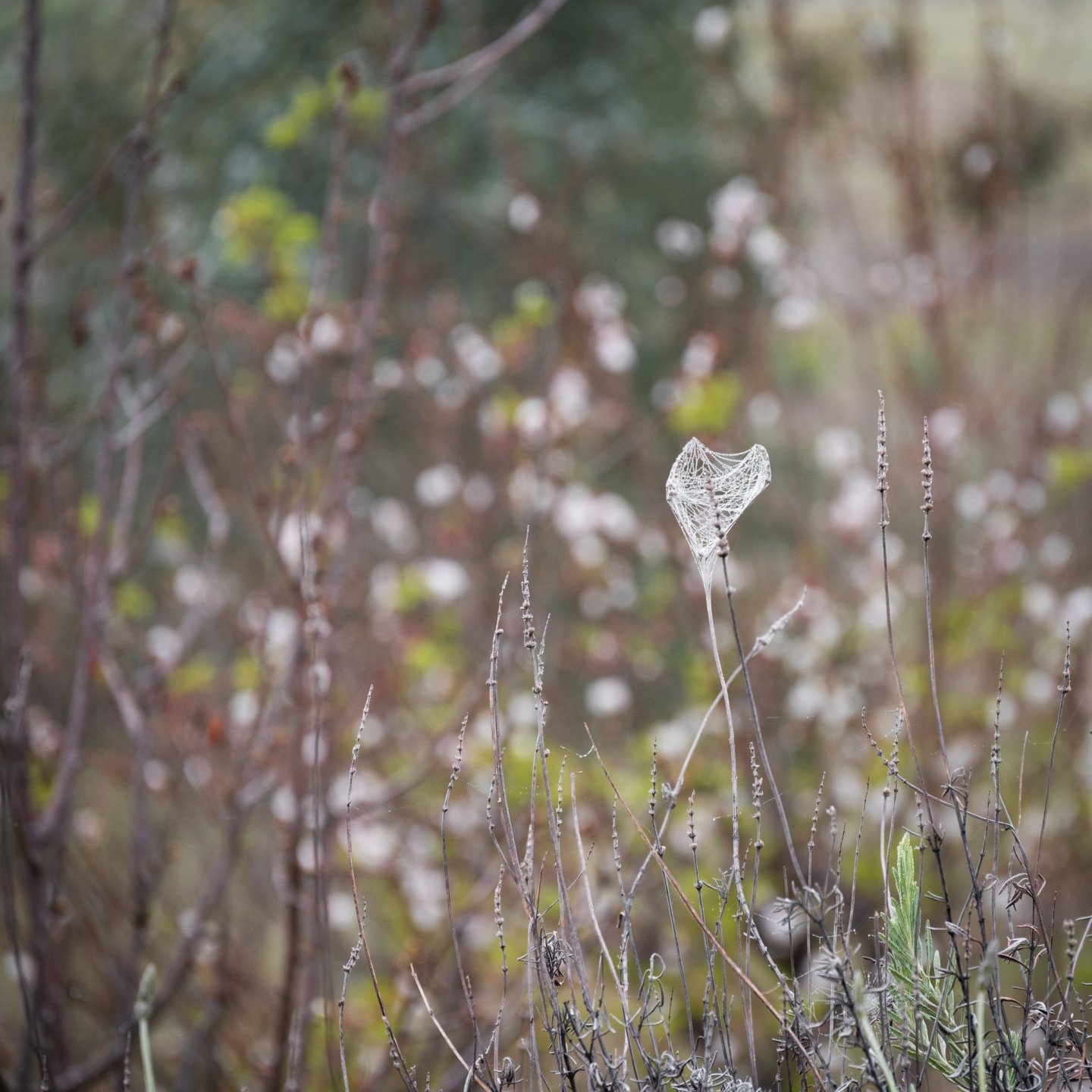 A misty morning and a spider's web merge to  give a little symbol of love to the world. Isn't that what we all need right now?
.
Do you ever find little heart shapes in unexpected places?