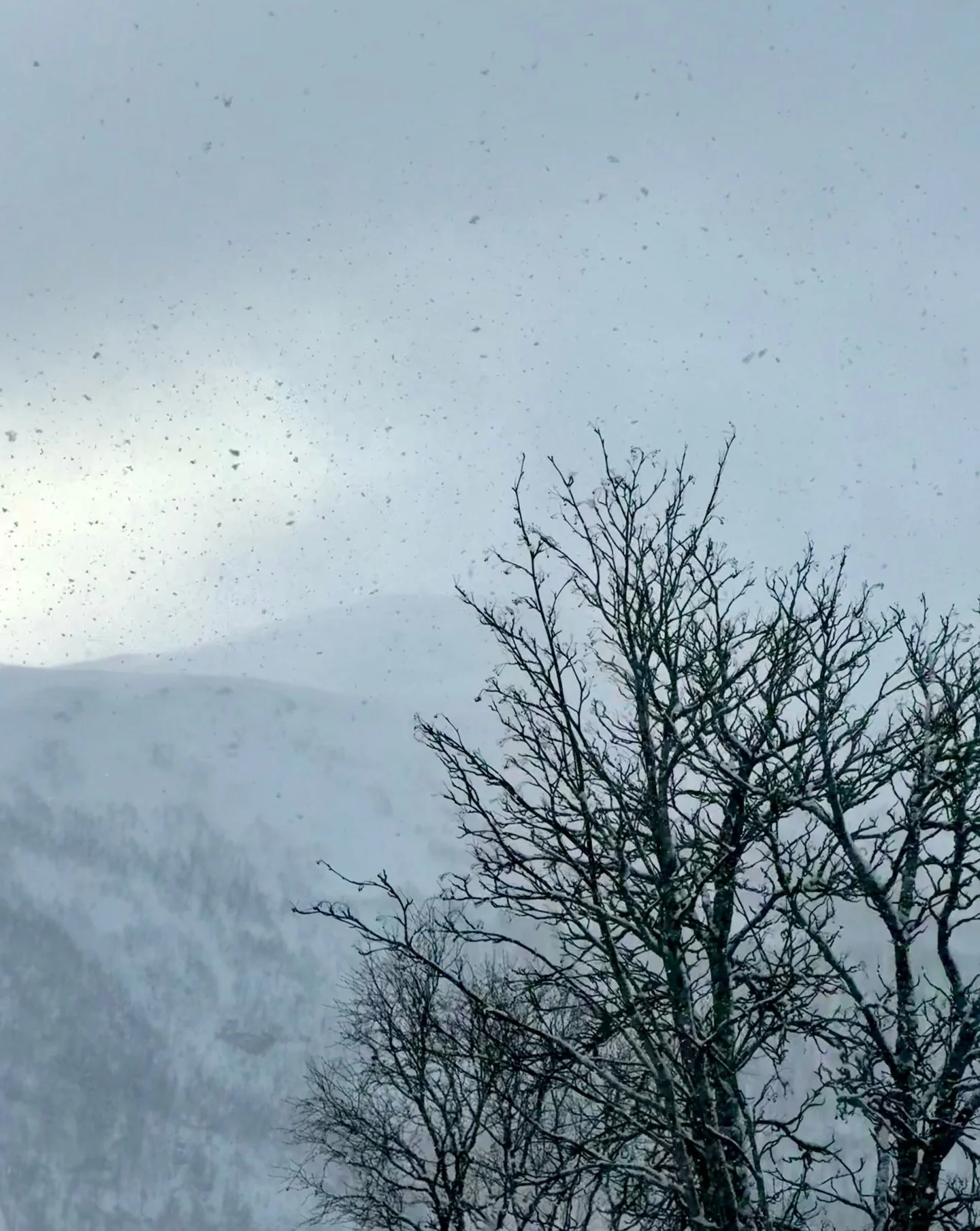 As the snow flies, the morning sun is trying to peek through over the mountain in Troms&oslash;. Do you prefer sunshine or snow - or a bit of both?
.
I am visiting here to experience how winter feels. To see the whiteness. To step with the crunch of 