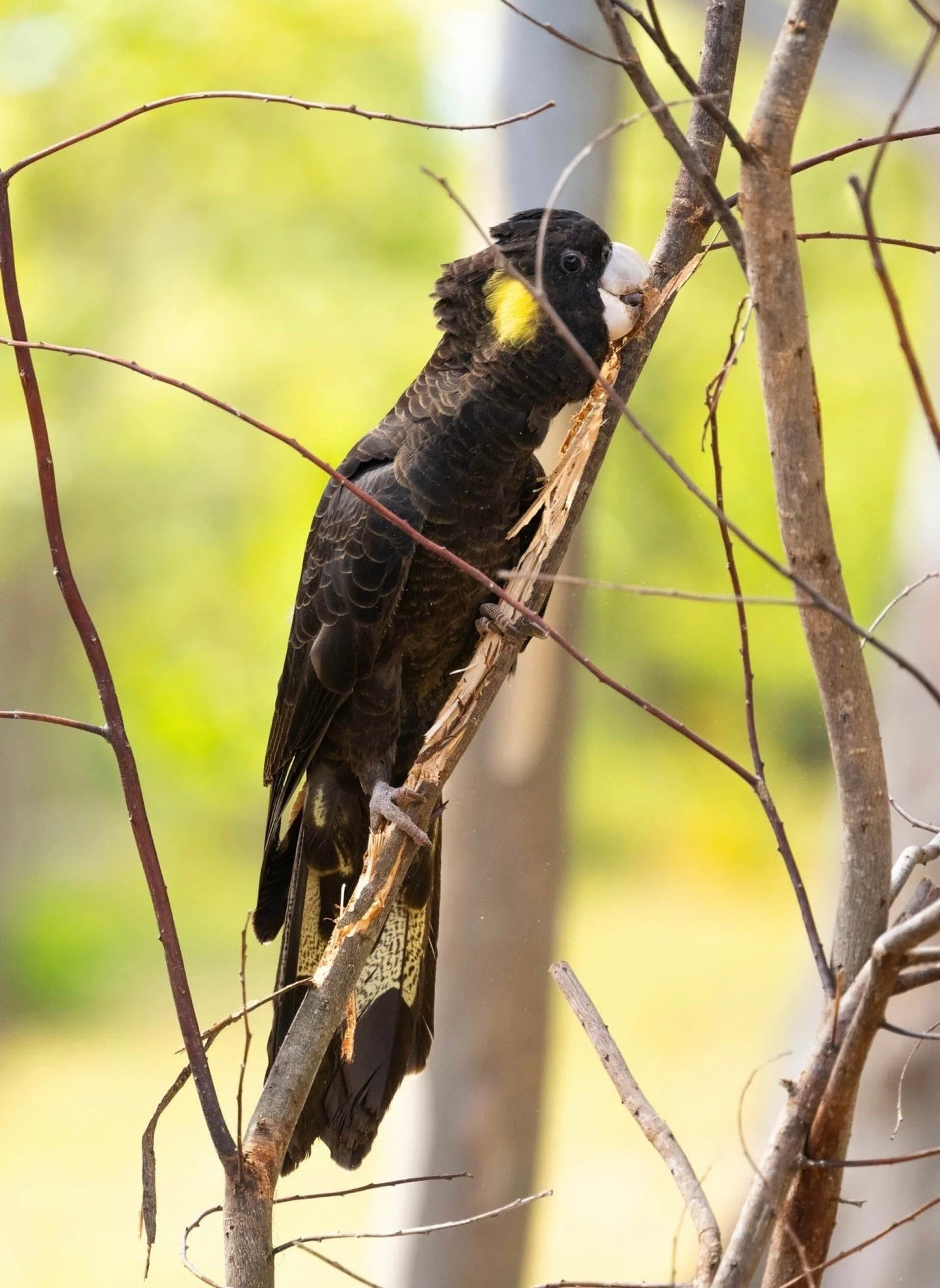 This yellow tailed black cockatoo is happily stripping bark off this tree. You can often hear the distinctive call of these beauties before you see them loping across the sky.