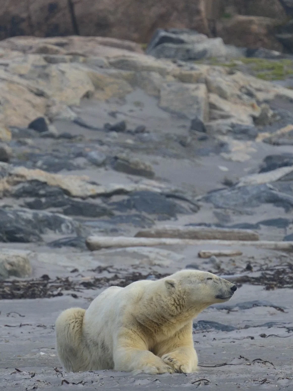 This polar bear was resting on a beach on Kvit&oslash;ya, part of the Svalbard archipelago. I am sharing to commemorate international polar bear day. 
*
It is important to know that this photograph was taken while following the distance rules and is 