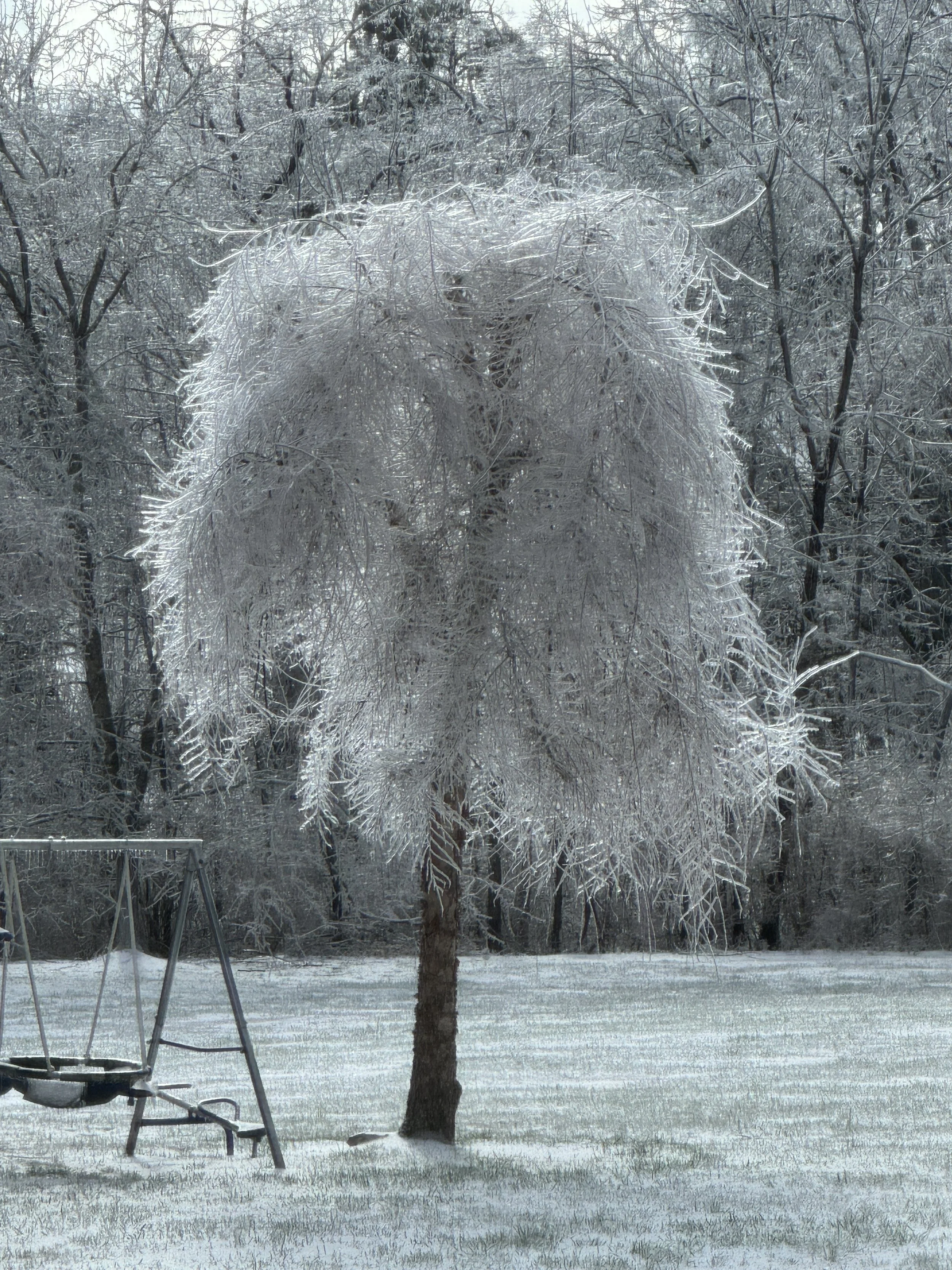 A Frosted Tree