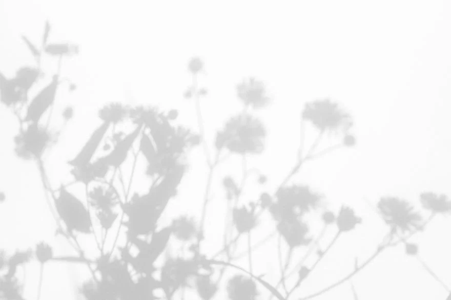 Shadows of Flowers