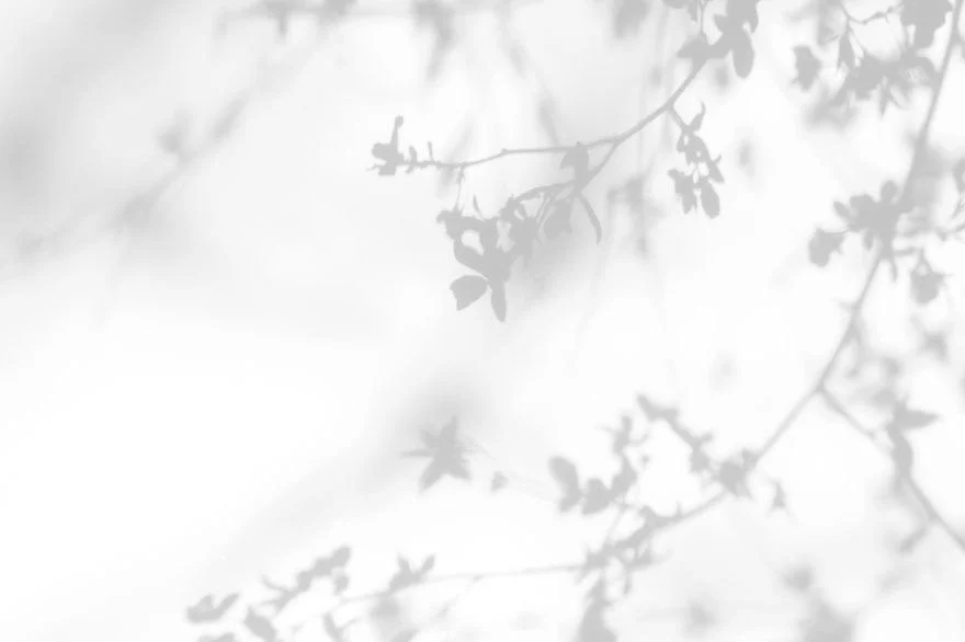 Cherry Blossom Shadow