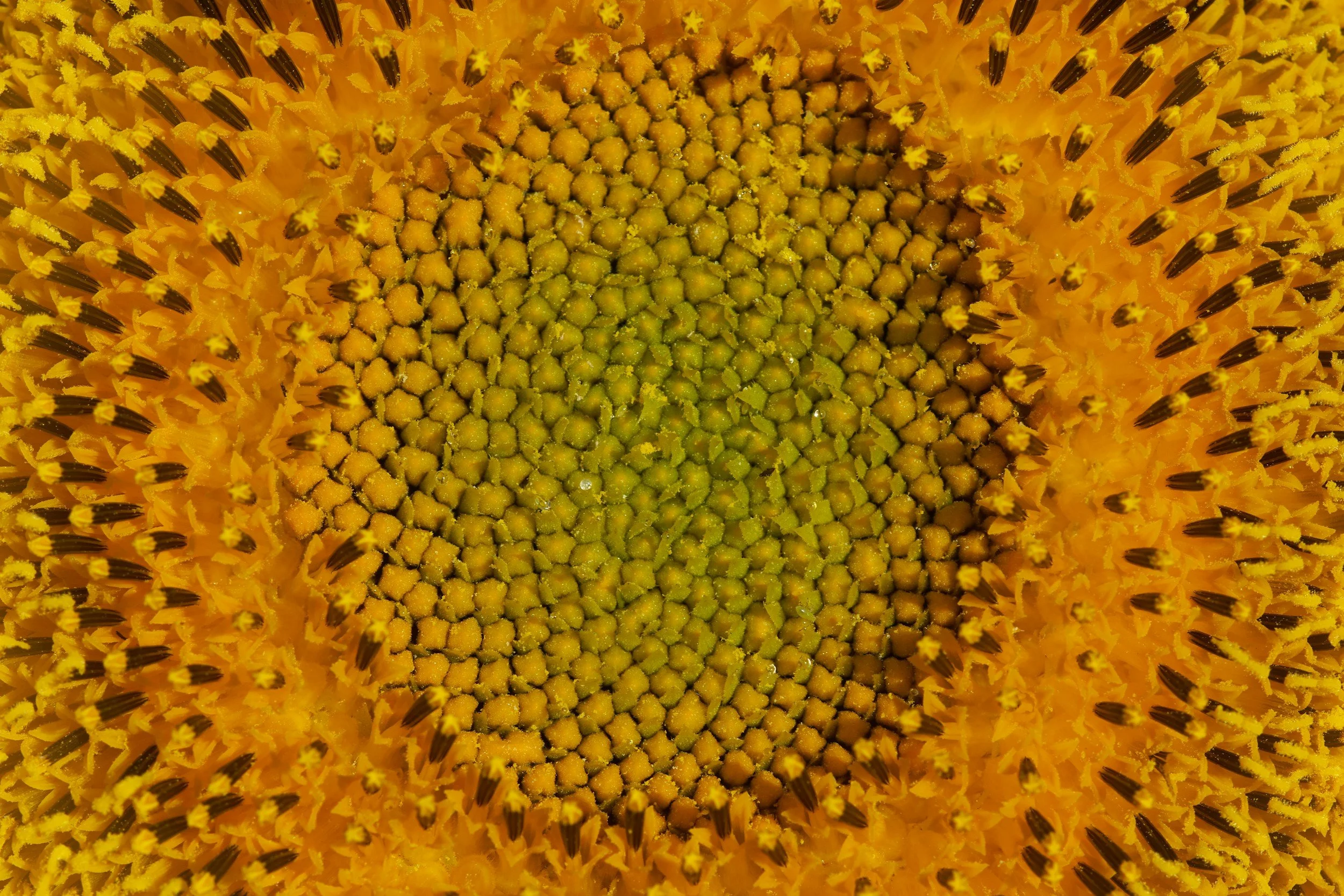 Close-up view of a sunflower's central disk with yellow florets and black-tipped stamens.