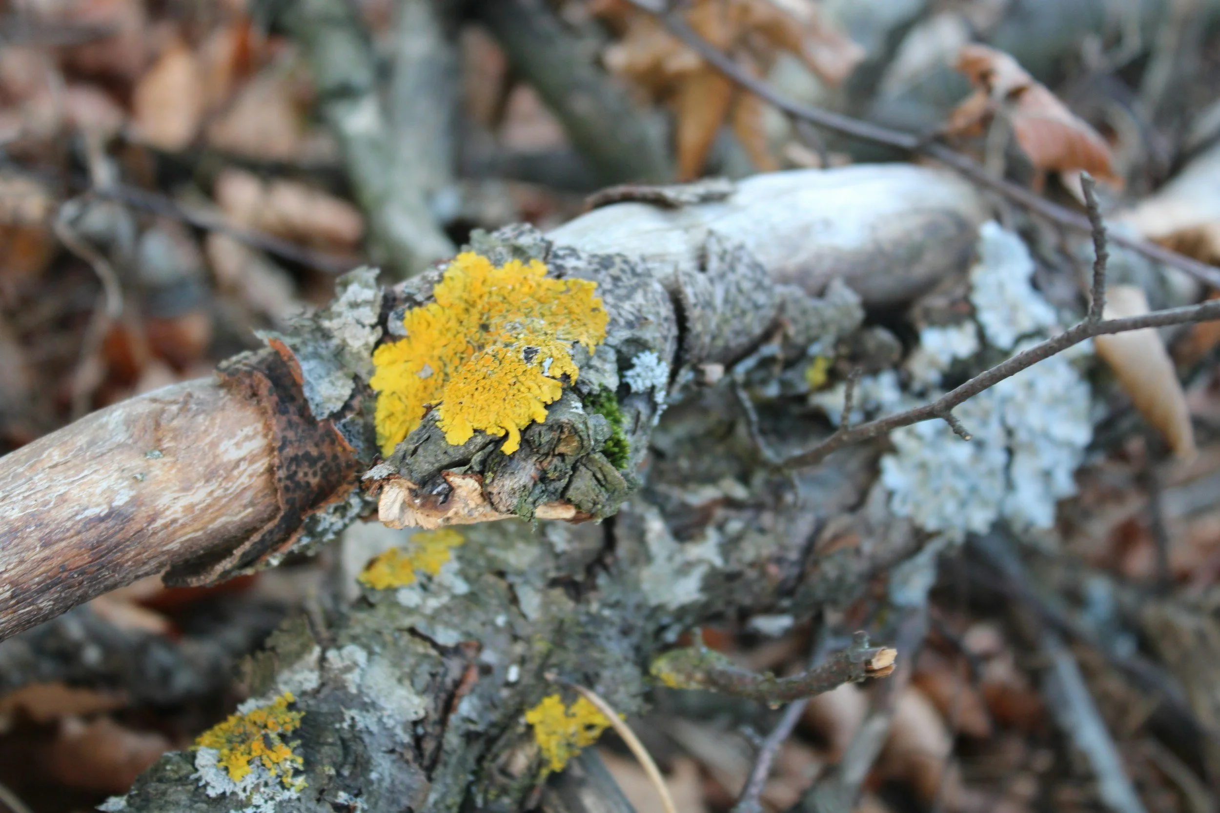 Close-up of tree branch covered with yellow and white lichen, with a background of fallen leaves.
