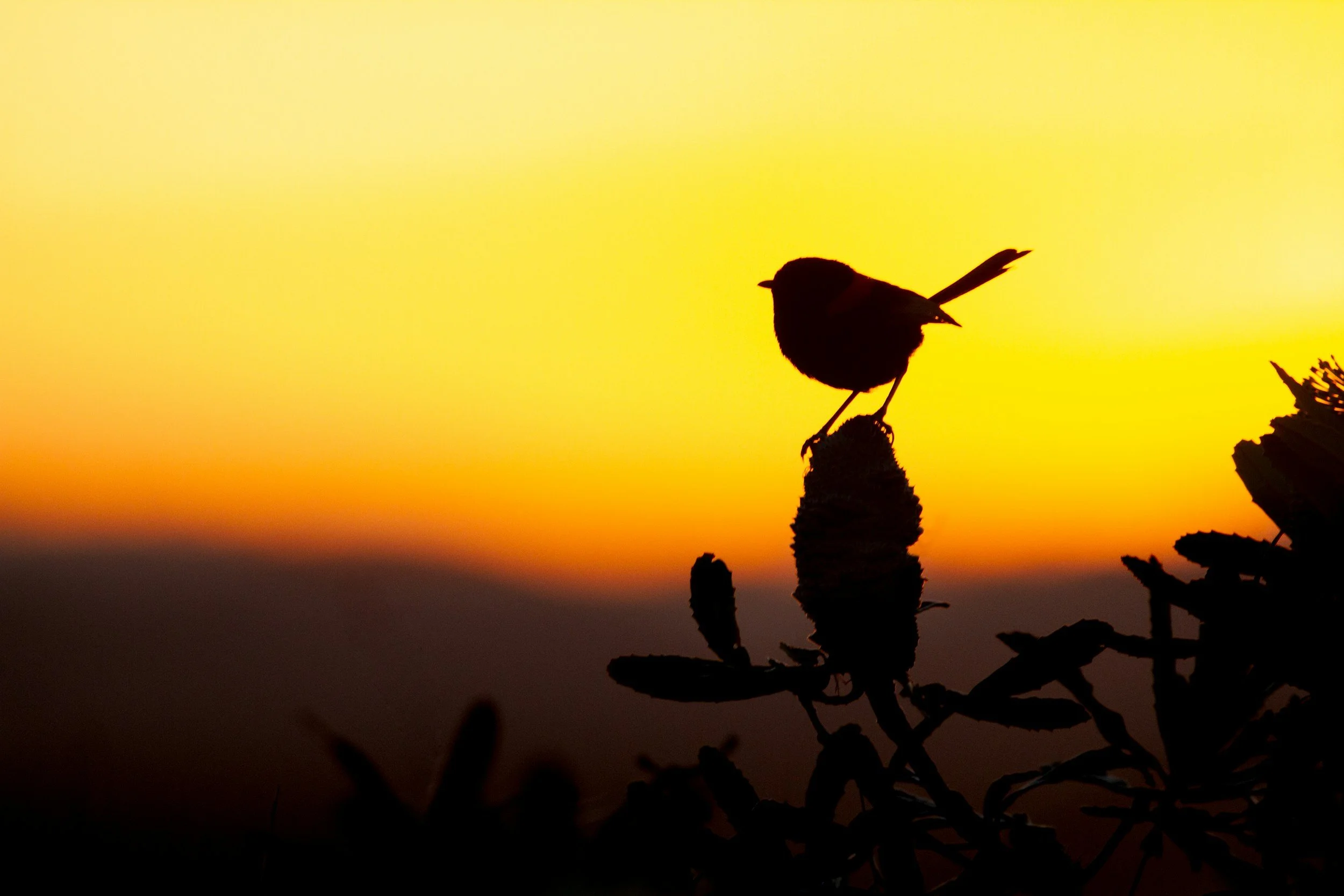 A bird silhouetted against a colorful sunset sky, perched on a piece of wood surrounded by other branches and leaves.