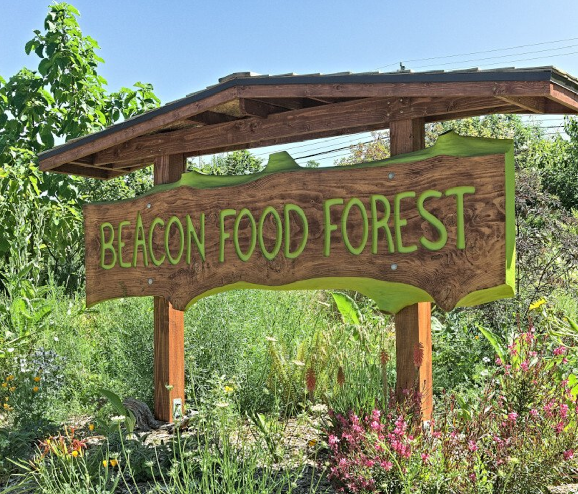 Exploring the Food Forest in Beacon Hill
