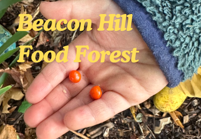 New Partnership with Beacon Hill Food Forest