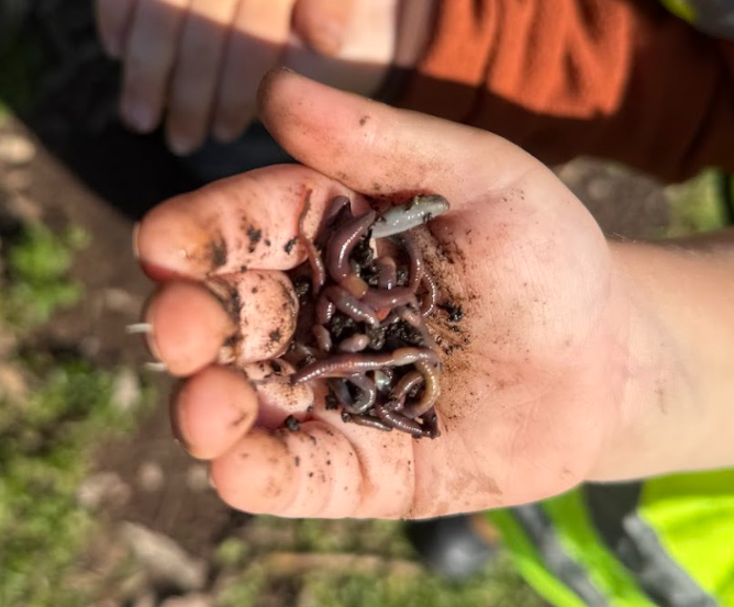 Person in a yellow safety vest holding blueberries and a green berry in the outdoors.