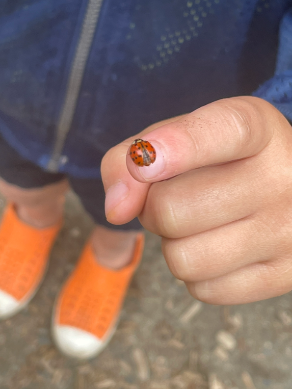 Child holding a small ladybug on their finger, with orange shoes and denim jacket visible in the background.