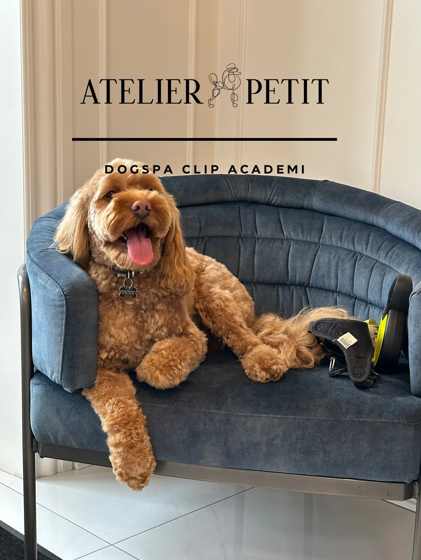 Glædelig ugestart 🐾✨
Vi håber, I alle er kommet godt i gang med ugen og nyder efteråret lige så meget som denne smukke Cavapoo gør 🍂🤎
Allie fandt hurtigt sin yndlingsplads i loungestolen og spredte charme i hele sal