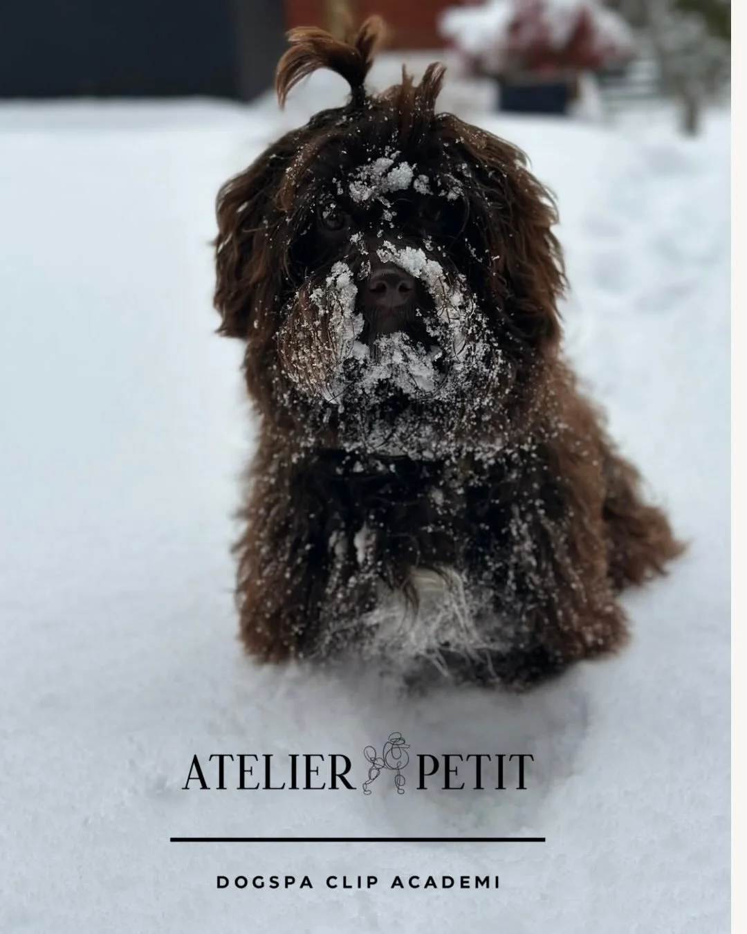 ❄️ Vinter &amp; pelsproblemer? ❄️
Hvis vinteren er kommet lidt bag p&aring; dig, og sneen skaber problemer i pelsen, s&aring; kontakt os 📞
Vi har ledige tider og hj&aelig;lper gerne 🐾