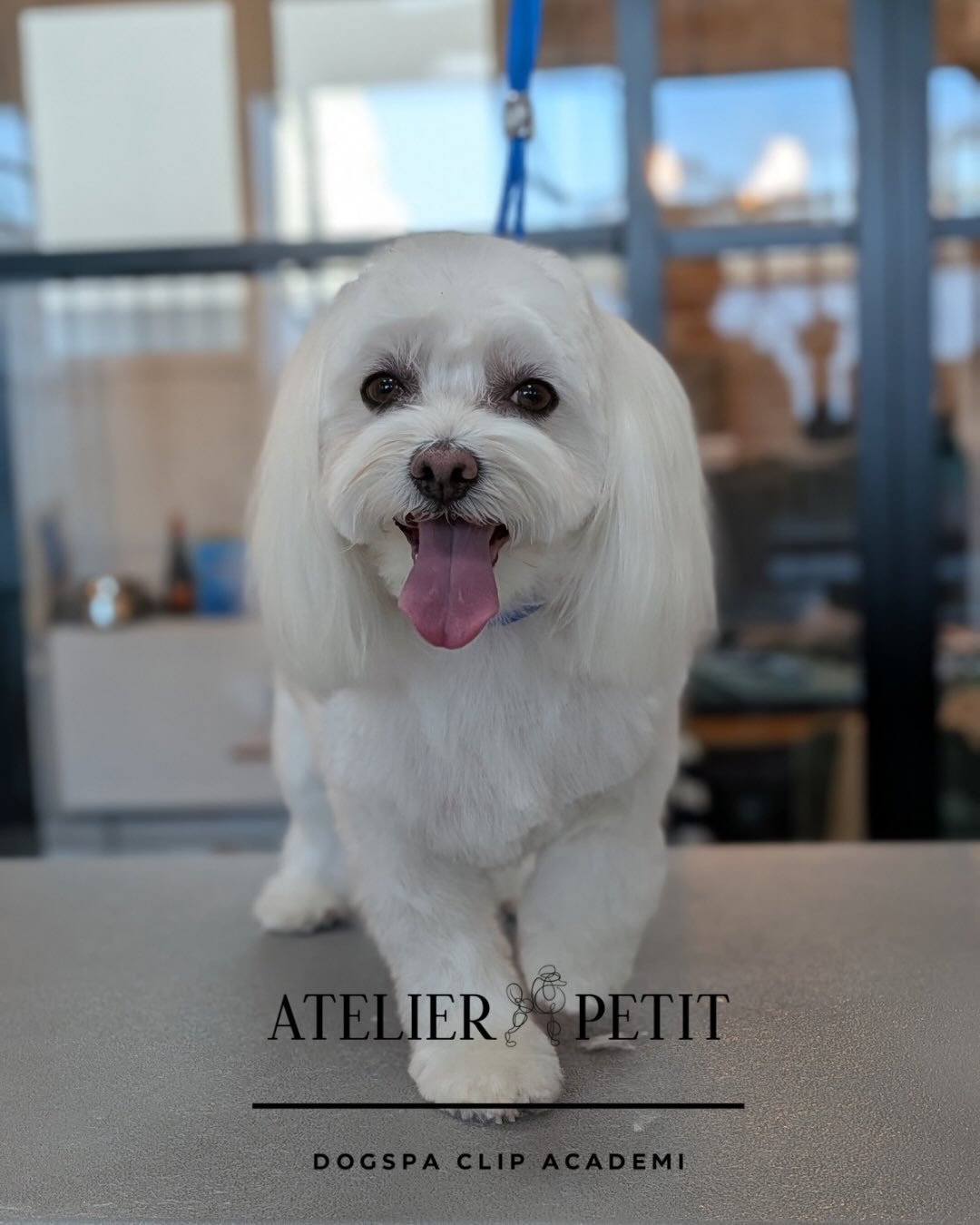 Lige nu oplever mange hunde udfordringer med pelsen, som filtrer og bliver beskidt i dette vejr ❄️🐾
Hos AtelierPetit er vi her for at hj&aelig;lpe &ndash; og vi g&oslash;r altid vores bedste for at finde den l&oslash;sning, der passer allerbedst til