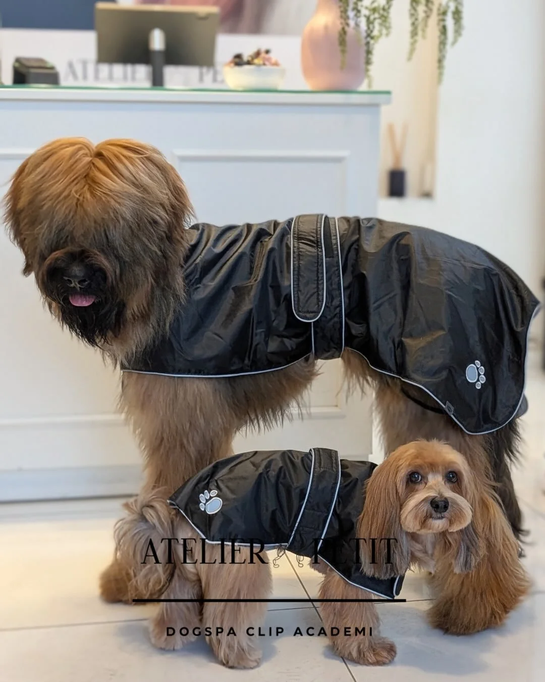 N&aring;r komfort og stil g&aring;r h&aring;nd i pote 🐶✨ Jakker og tr&oslash;jer er stadig faste favoritter &ndash; og nu har vi ogs&aring; f&aring;et trusser til l&oslash;betid i sortimentet. Praktisk, smukt og selvf&oslash;lgelig med fokus p&aring