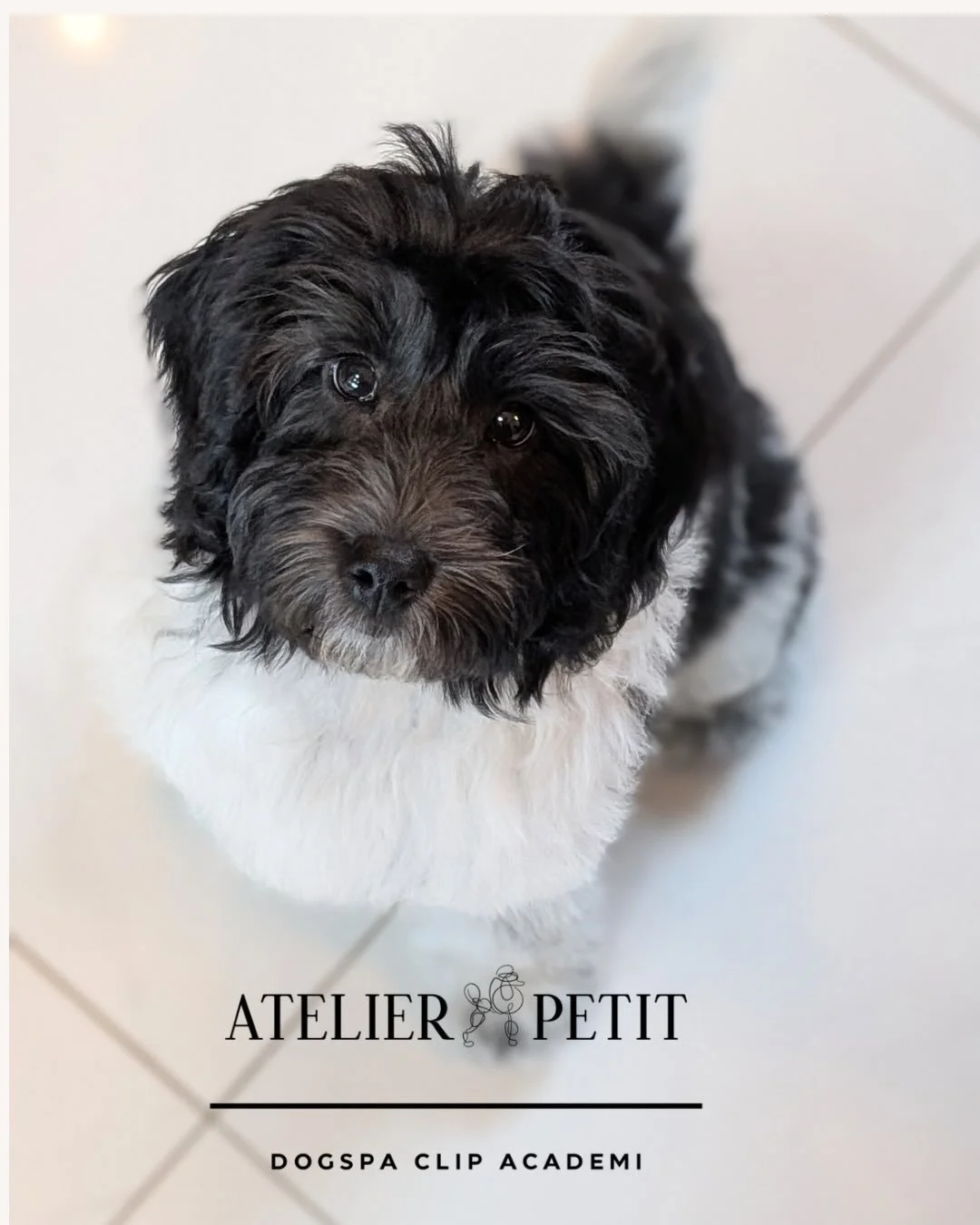 Gl&aelig;delig mandag 🤍 Vi h&aring;ber, I alle har haft en sk&oslash;n weekend!
Her starter ugen med nyt look og glade hunde 🐶✂️
Hos AtelierPetit har vi ingen ventetid og masser af plads til nye kunder &ndash; book bare 💛