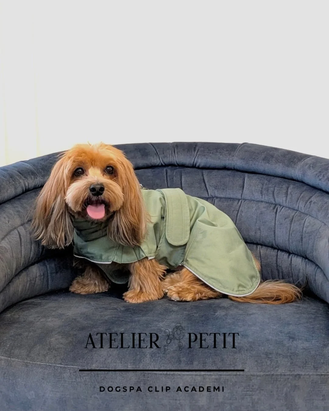 Endnu et lag sne har lagt sig ❄️
Giv din bedste den rette komfort p&aring; g&aring;turen 🤍🐶
Hundejakkerne kan k&oslash;bes i salonen