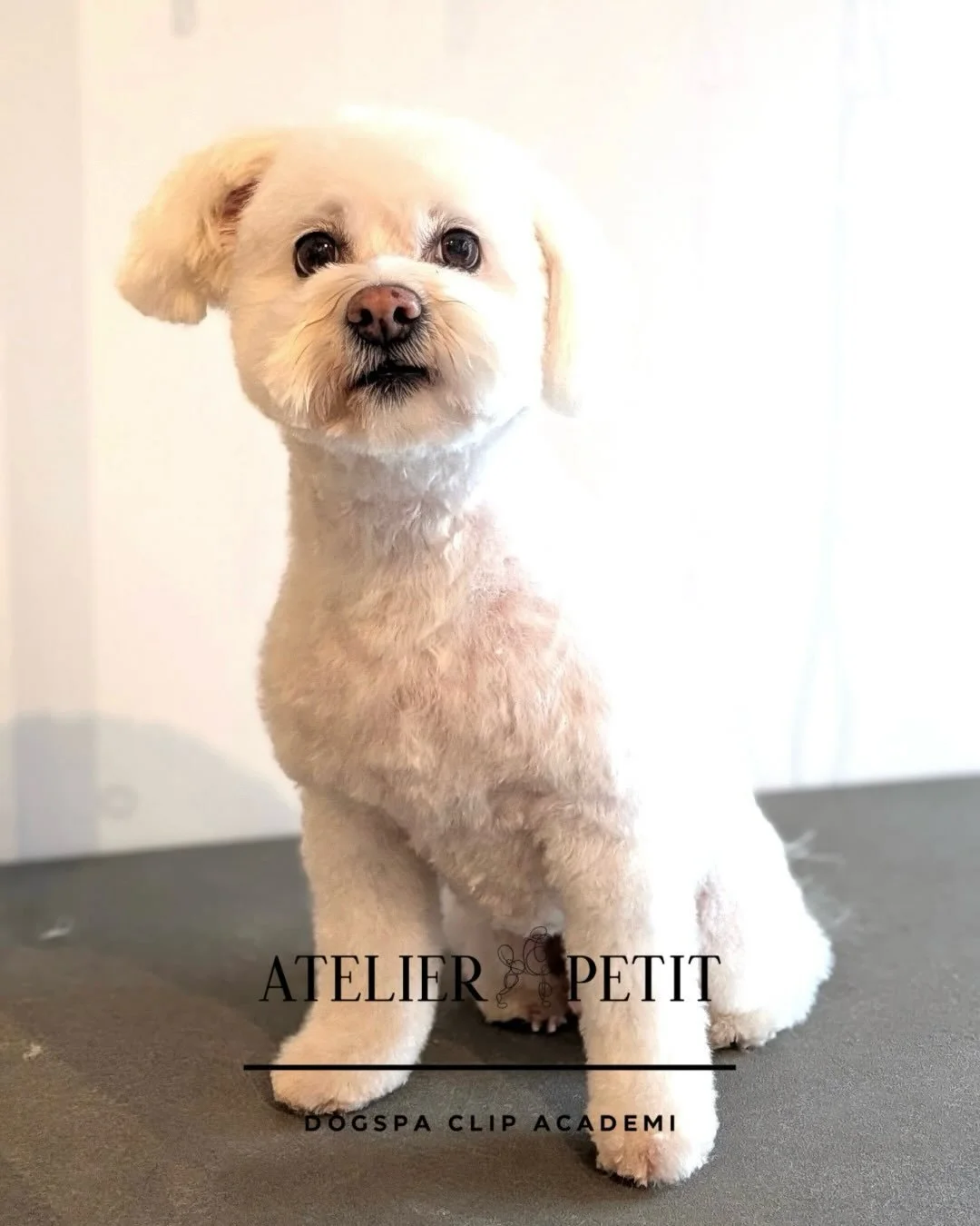 ✨ S&oslash;deste Leo har v&aelig;ret forbi salonen og er blevet s&aring; fin ✂️🐶

Se lige den sk&oslash;nne forvandling!

Skal din hund ogs&aring; fork&aelig;les? S&aring; skynd dig at booke nu, s&aring; din bedste ven kan f&aring; en tid i n&aelig;