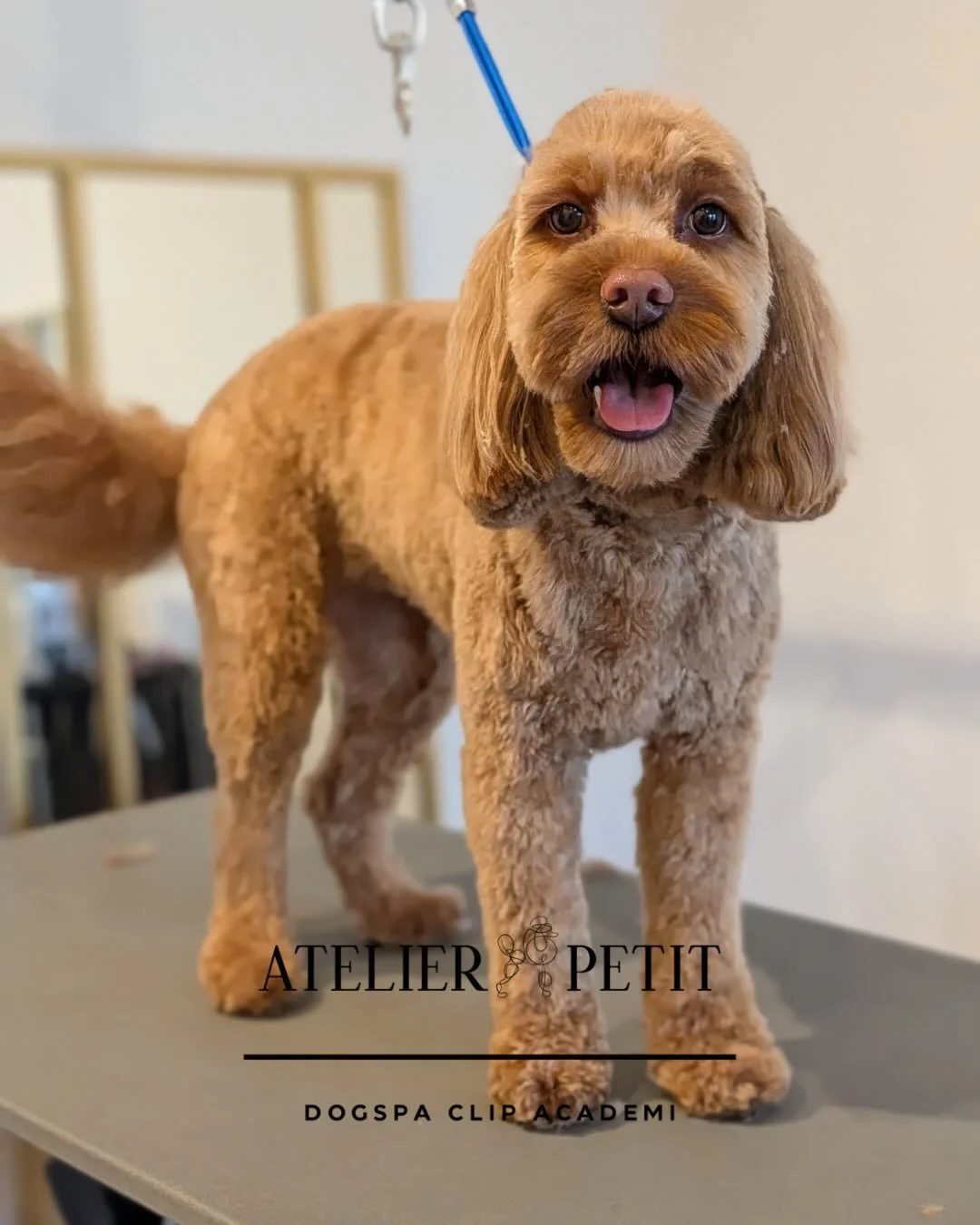 Tirsdag med man&eacute;r 🐶✨
Ugen starter bedst med en frisk klipning og logrende hale. Denne sk&oslash;nne cavapoo er klar til nye eventyr &ndash; bl&oslash;d, velplejet og fuld af charme 🤎
Hos AtelierPetit fork&aelig;ler vi hver pels med ro, k&ael