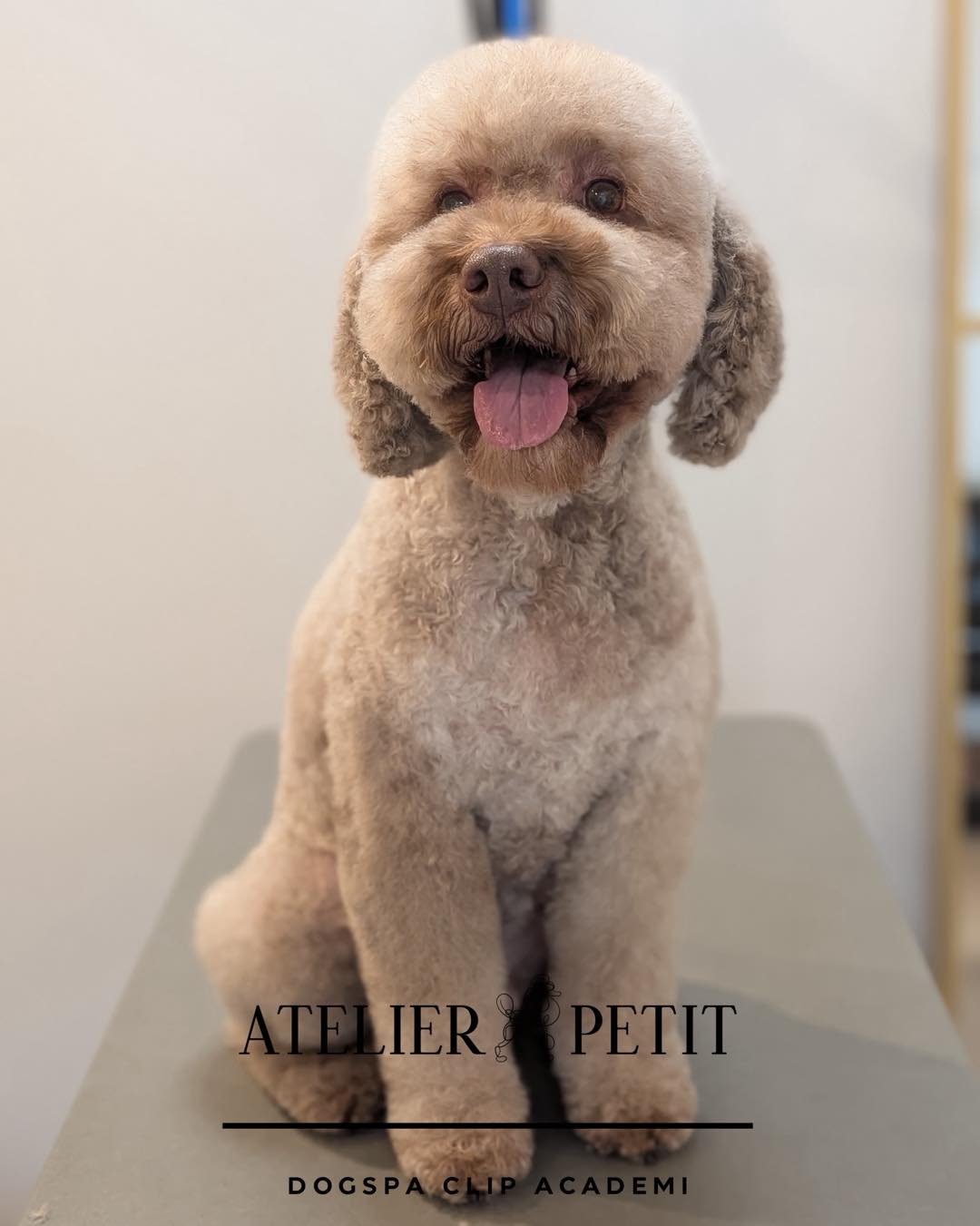 Vi h&aring;ber, I alle har haft en god weekend og er klar p&aring; en ny uge 🤎

Her er lidt billeder af nogle af vores s&oslash;de hundevenner fra ugens l&oslash;b 🐾✨

Skal din hund have en klipning eller en fork&aelig;lelsesoplevelse?
Book en tid 