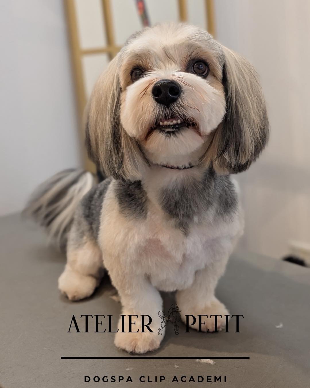 Fredag hos Atelier Petit 🐾

Her er lidt billeder fra ugens l&oslash;b i salonen &ndash; med nogle af de s&oslash;de hundevenner, der har v&aelig;ret forbi til vask, klip og fork&aelig;lelse ✨

Vi h&aring;ber, I alle f&aring;r en dejlig weekend.
Skal