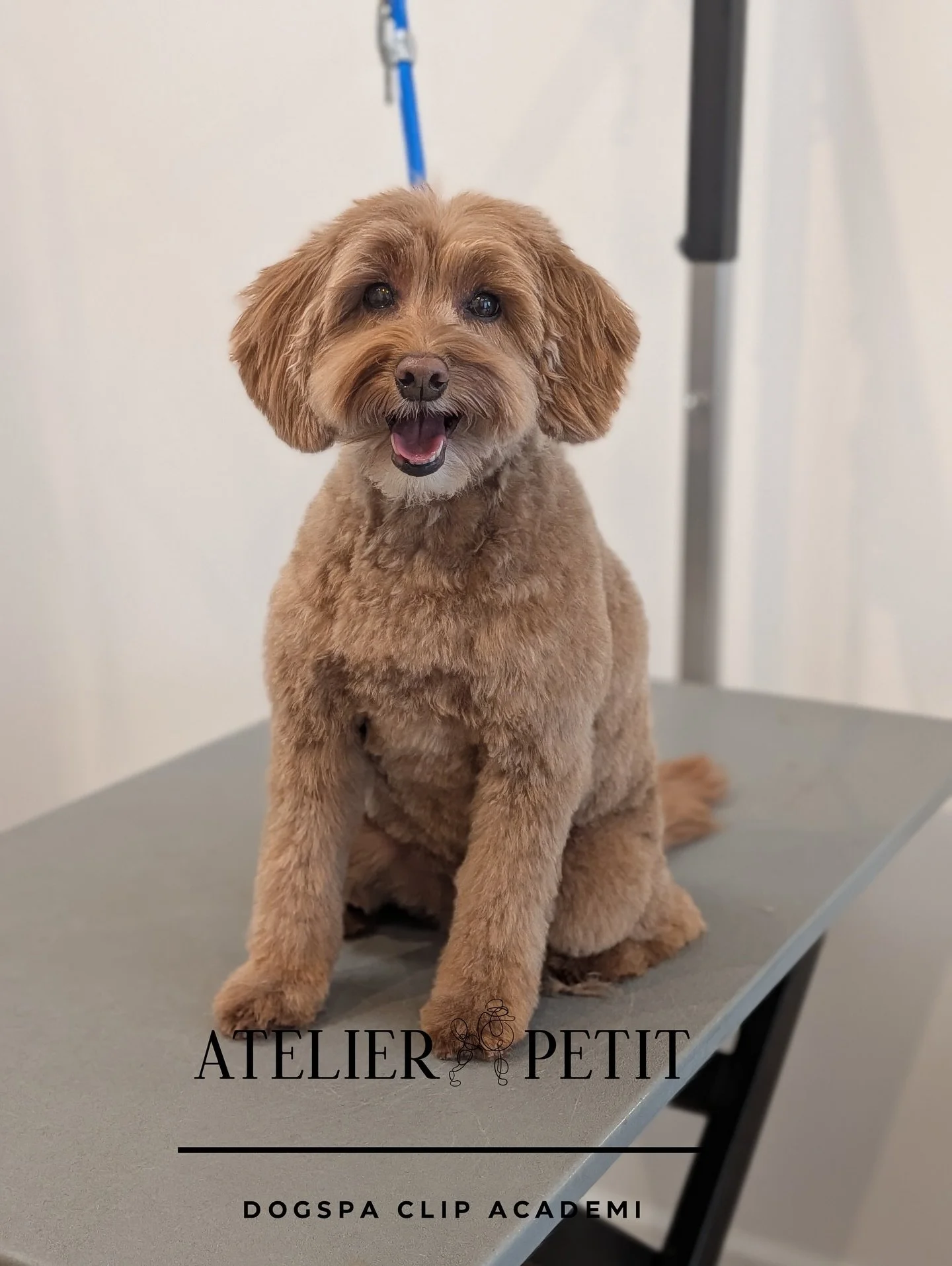 Fra f&oslash;r til efter 🐶✨

En bl&oslash;d pels, et frisk klip og en glad hund 🤎
Hos Atelierpetit giver vi din hund en rolig og k&aelig;rlig behandling &ndash; fra start til slut.