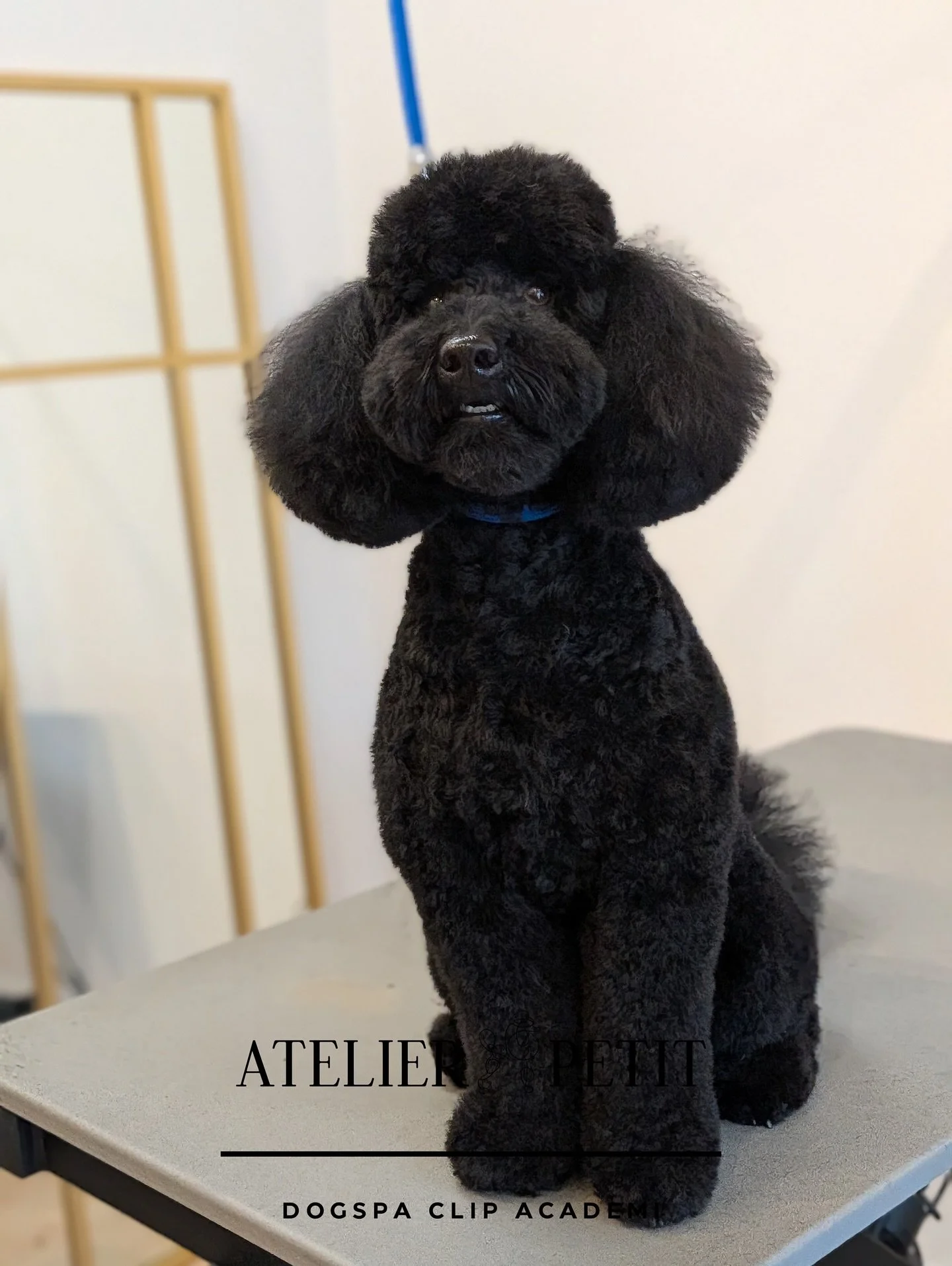 Mandags forvandling ✂️✨
Se lige en flot forvandling &ndash; disse to l&aelig;kre pelsvenner er blevet fork&aelig;let fra top til pote 🤍

Klar til en ny uge med en smuk og velplejet pels 🫧

Book en tid nu, hvis din hund ogs&aring; skal have en liges