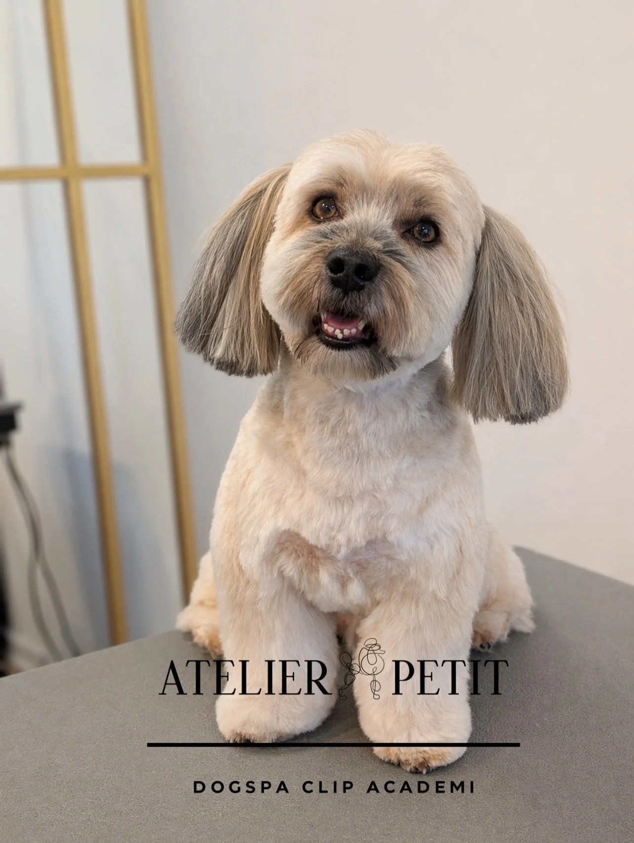Denne fine Bichon Havanais har v&aelig;ret forbi til et bamseklip ✨
&Oslash;nsker du ogs&aring; en velplejet og bl&oslash;d finish til din hund, s&aring; book din tid allerede nu
