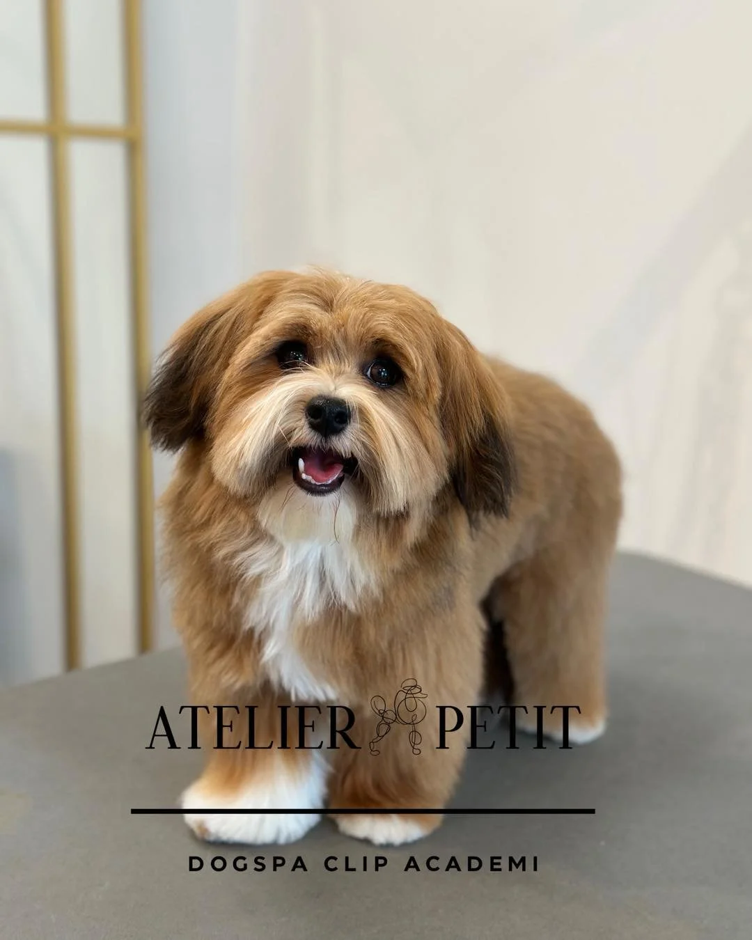 Gl&aelig;delig mandag 🐾✨
Vi h&aring;ber, I har nydt det smukke for&aring;rsvejr 🌸☀️

Vi har haft sk&oslash;nne Luca forbi til en l&aelig;kker omgang fork&aelig;lelse &ndash; og se lige det fine resultat 😍