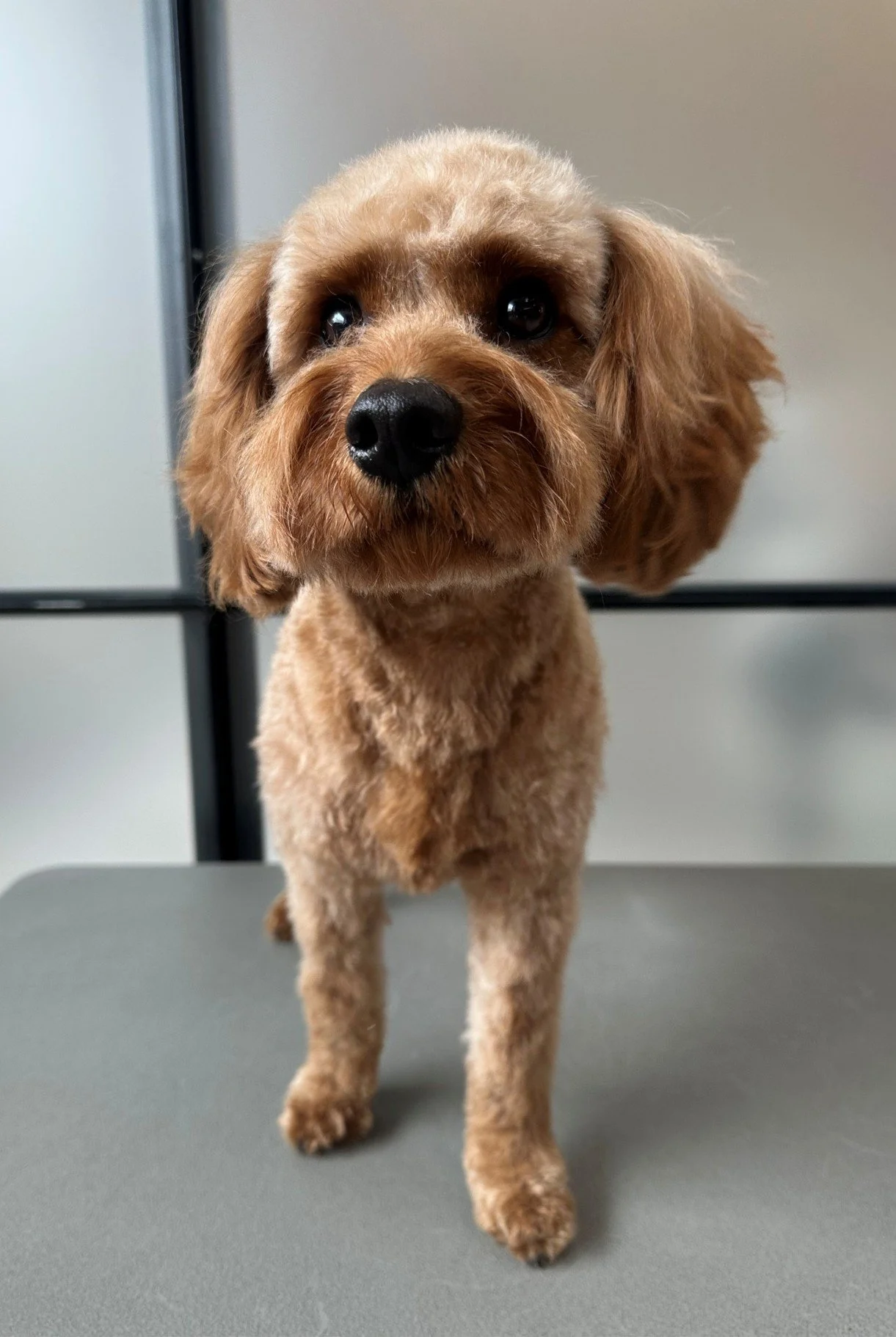 Cavapoo hvalpeklip – sødt ansigt og jævnt hvalpelook efter skånsom klipning.