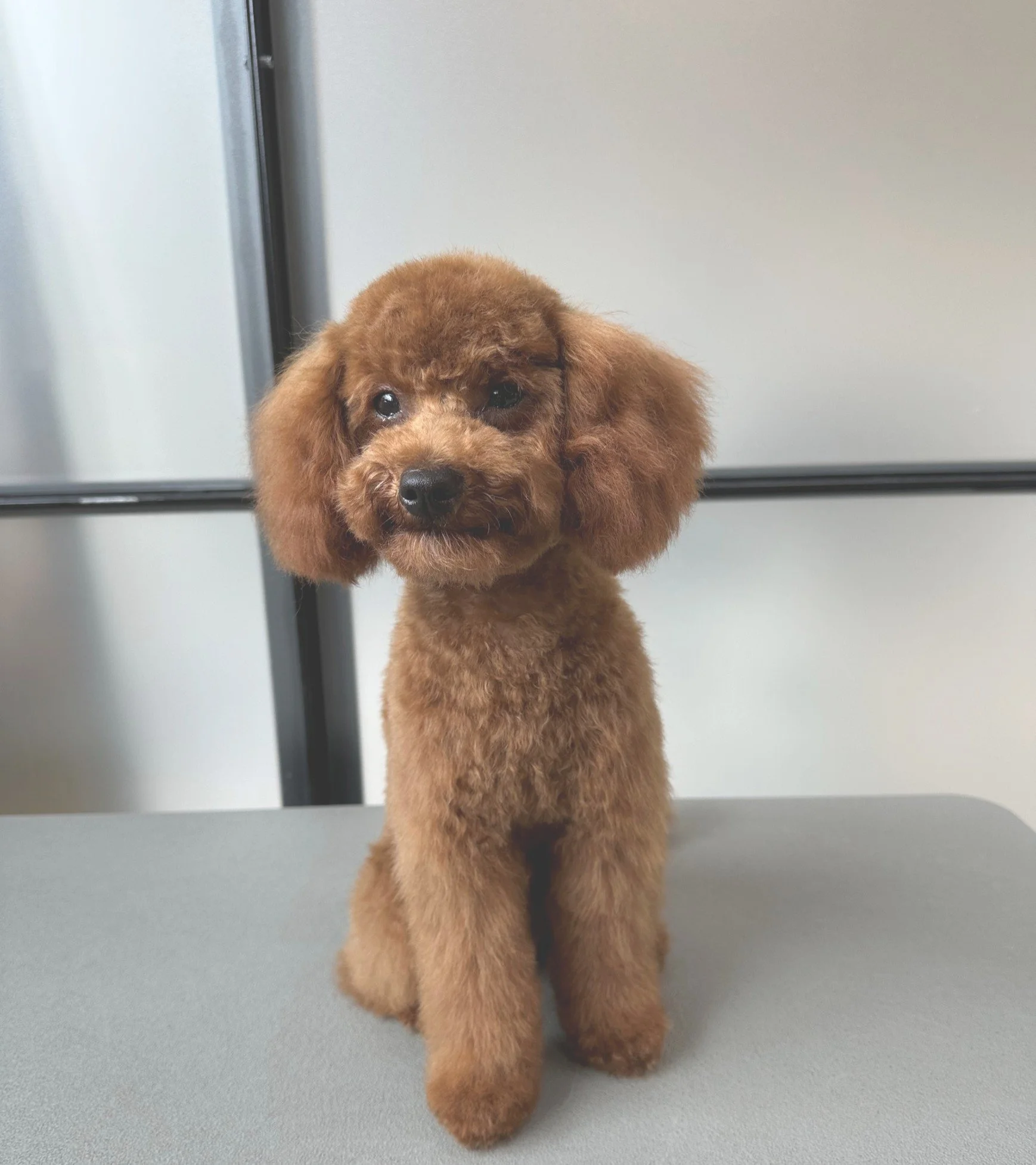 Efter bamseklip – fluffy Teddy Cut med rundt hoved